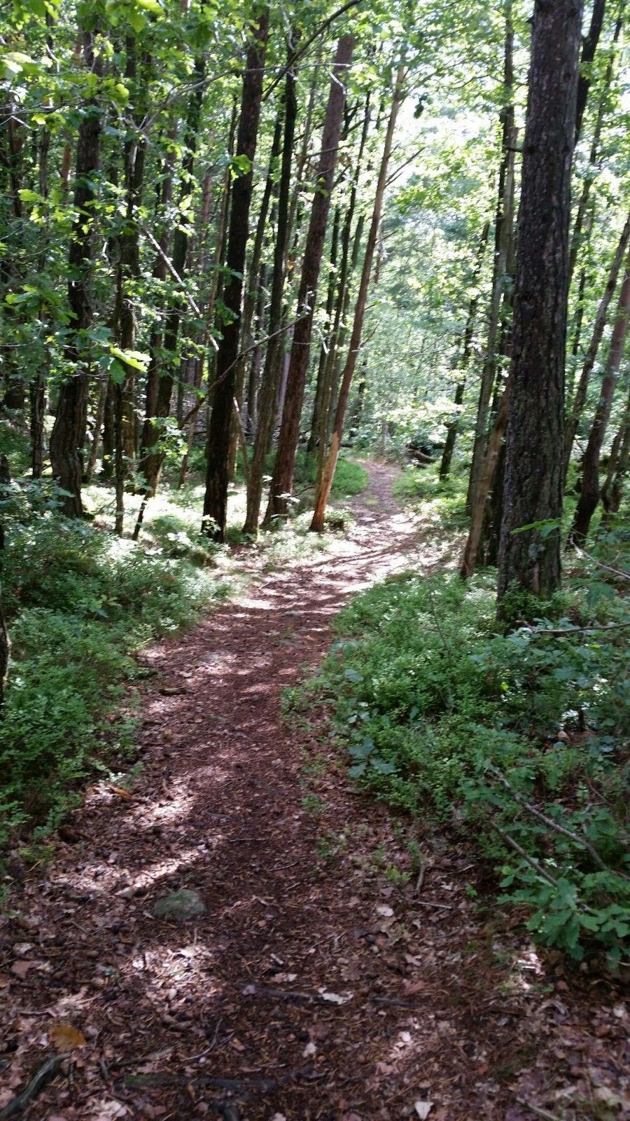 Sti til badeplass. Galleribilde
