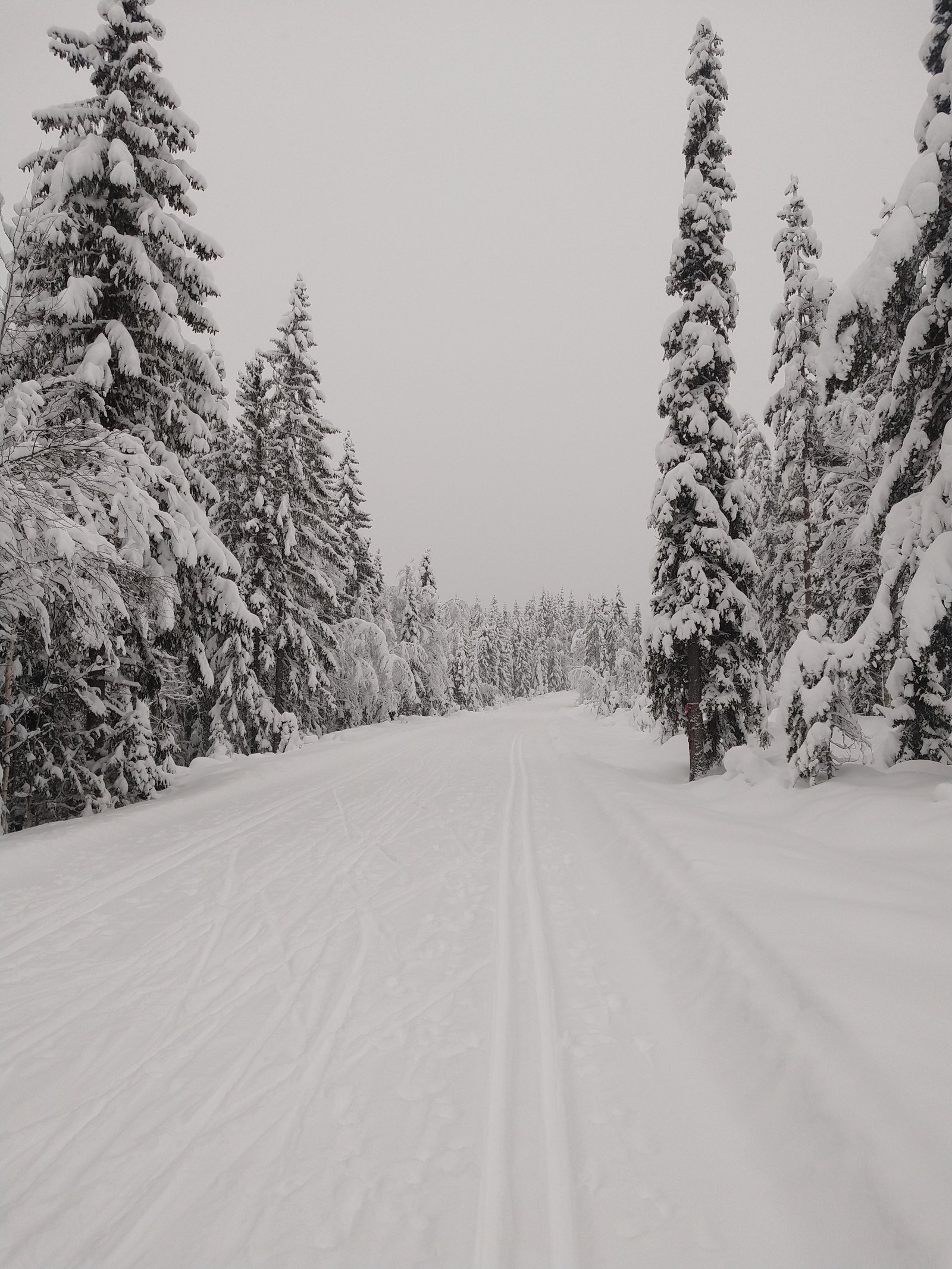 Vinter - på langrenn fra hytta Galleribilde
