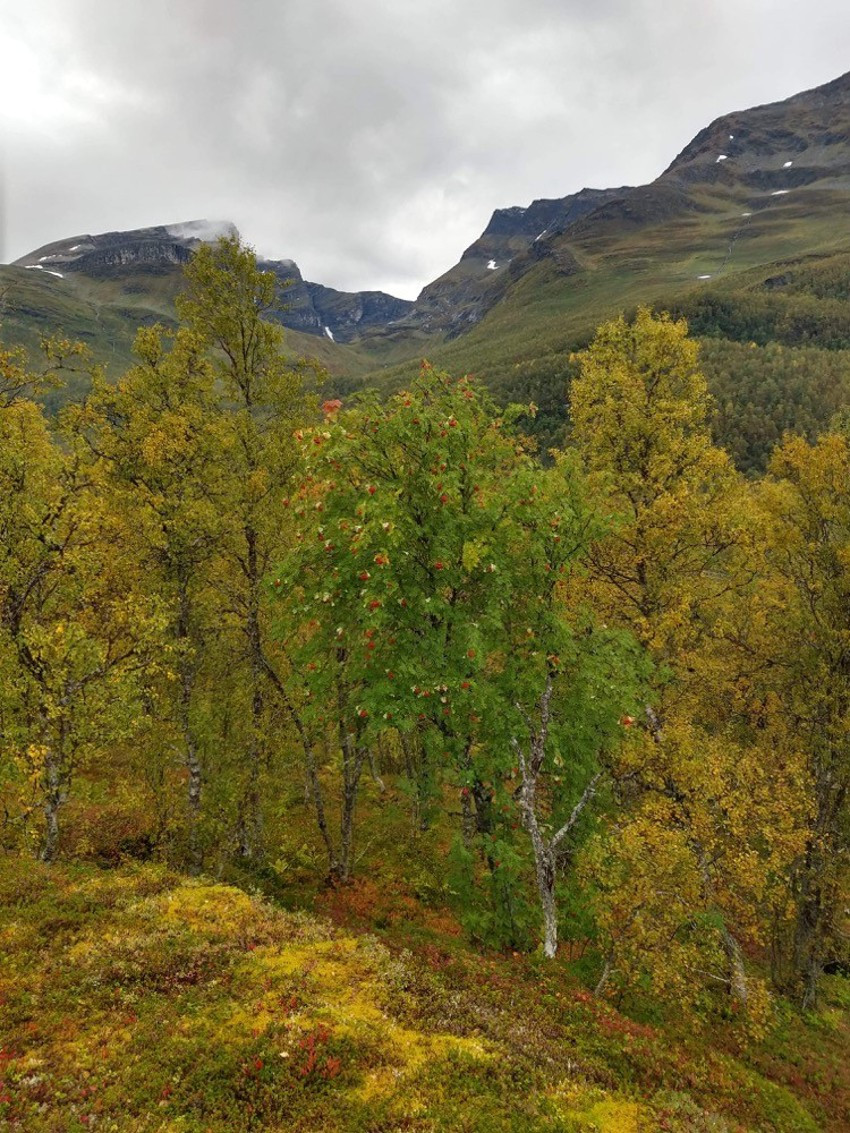 Området