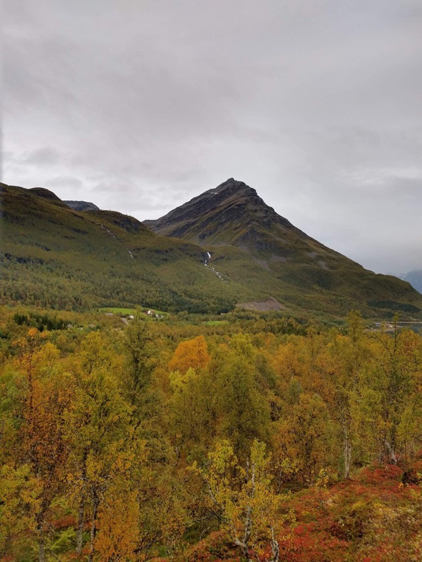 Området