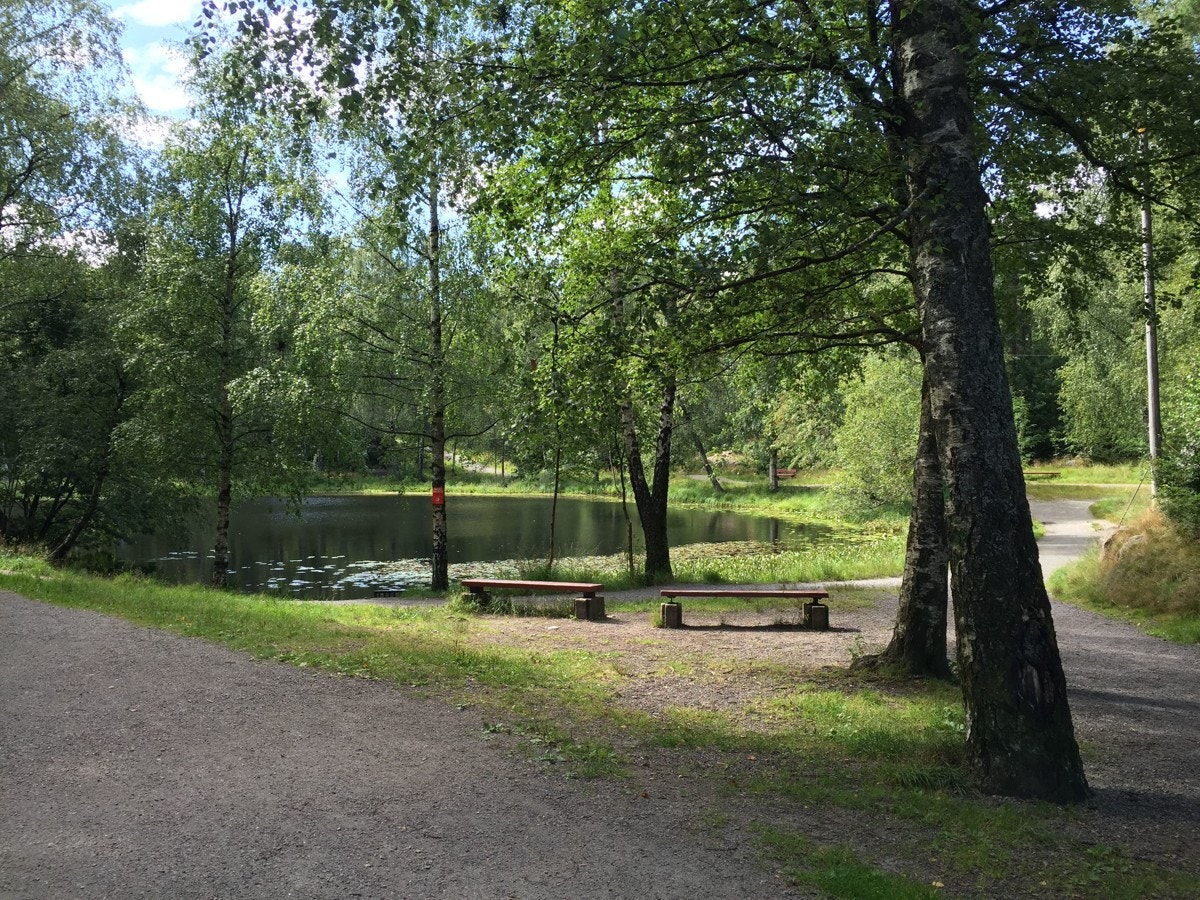 Fra en av turveiene i Baneheia Galleribilde