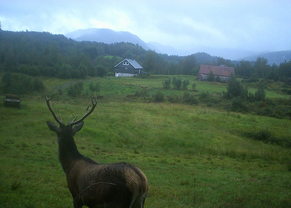 Fra selgers arkiv - rundt tunet er det et rikt dyreliv med bla. mye hjort - bilde tatt mot tunet fra vest Galleribilde