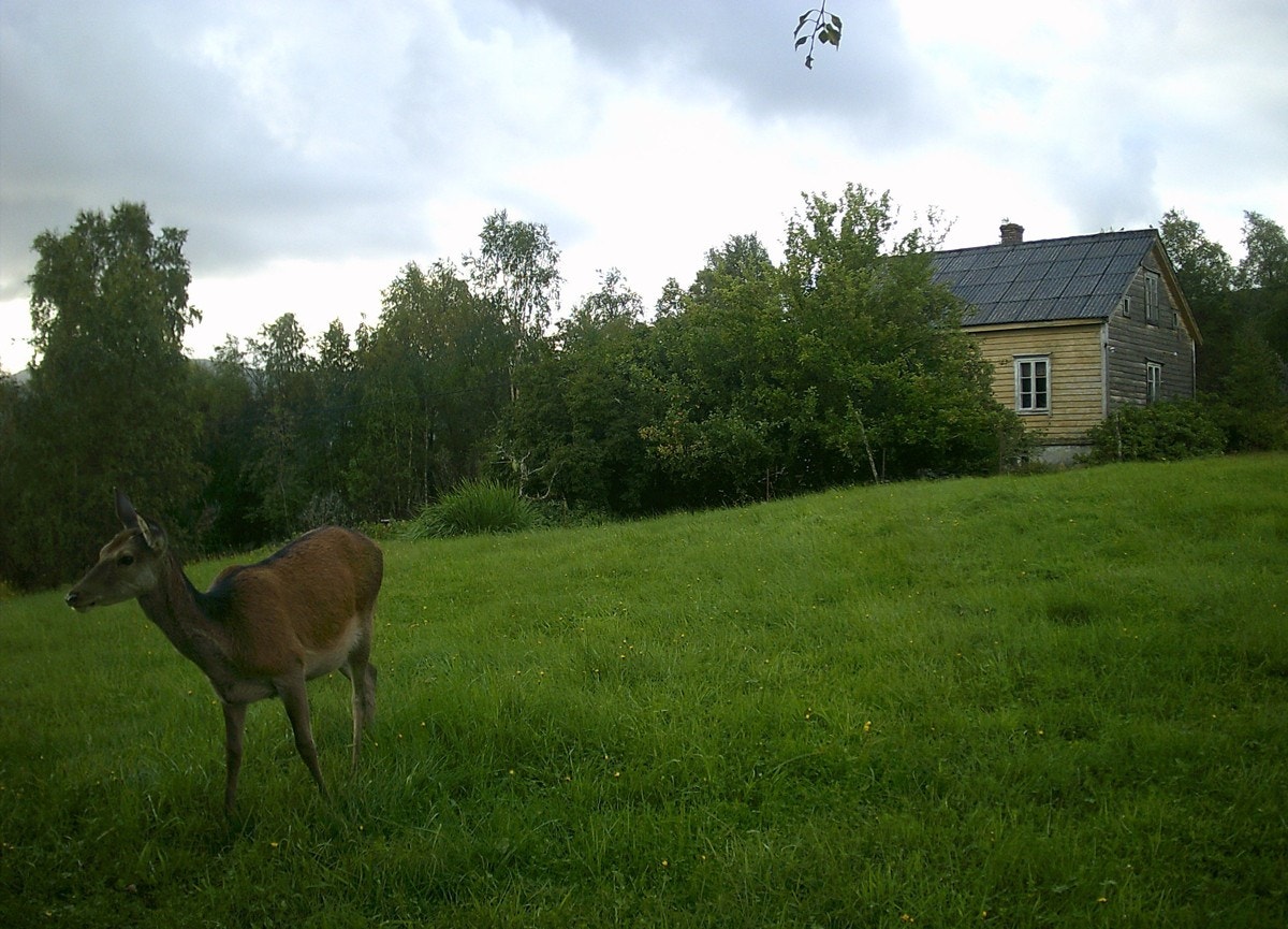 Fra selgers arkiv - rundt tunet er det et rikt dyreliv med bla. mye hjort Galleribilde