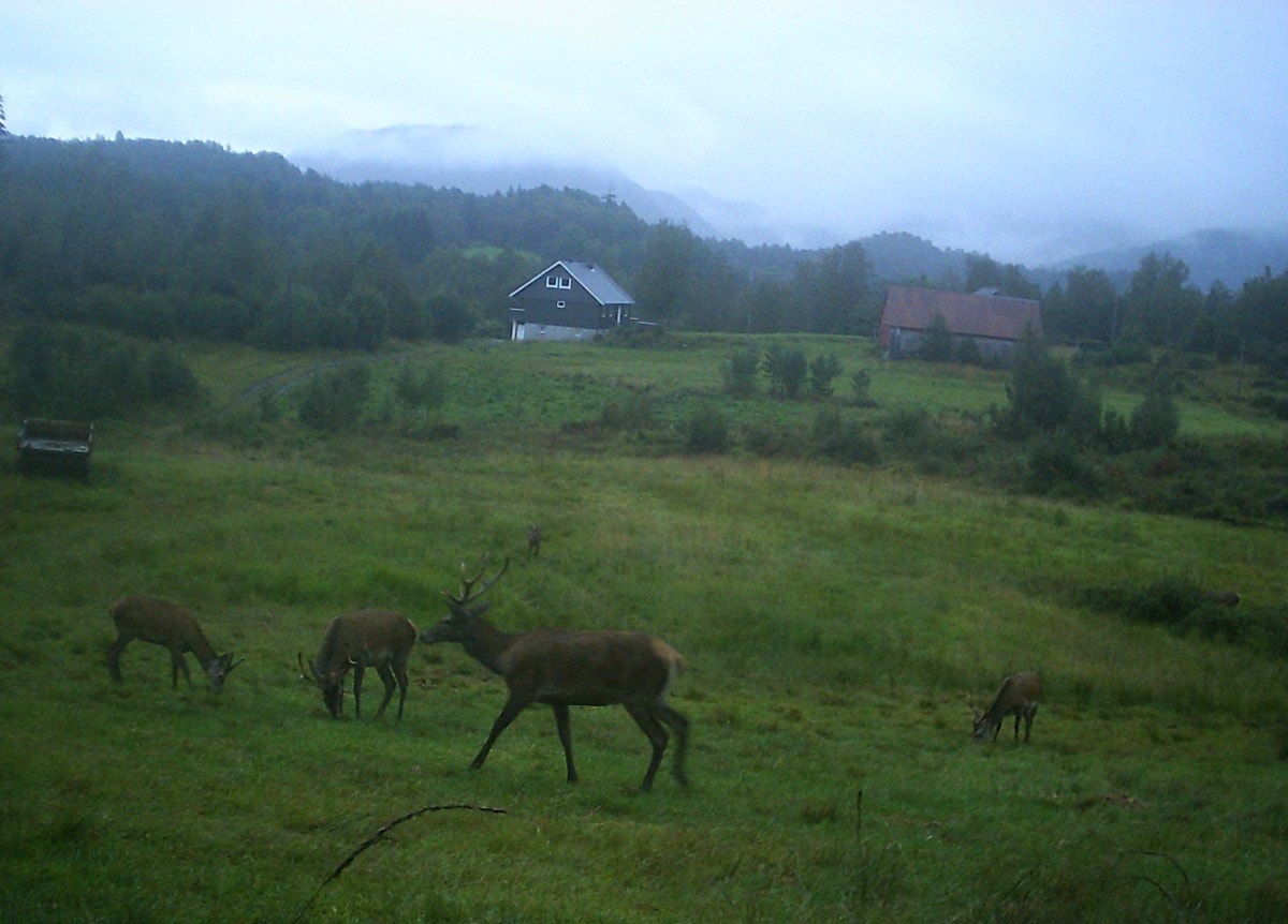 Fra selgers arkiv - rundt tunet er det et rikt dyreliv med bla. mye hjort - bilde tatt mot tunet fra vest Galleribilde