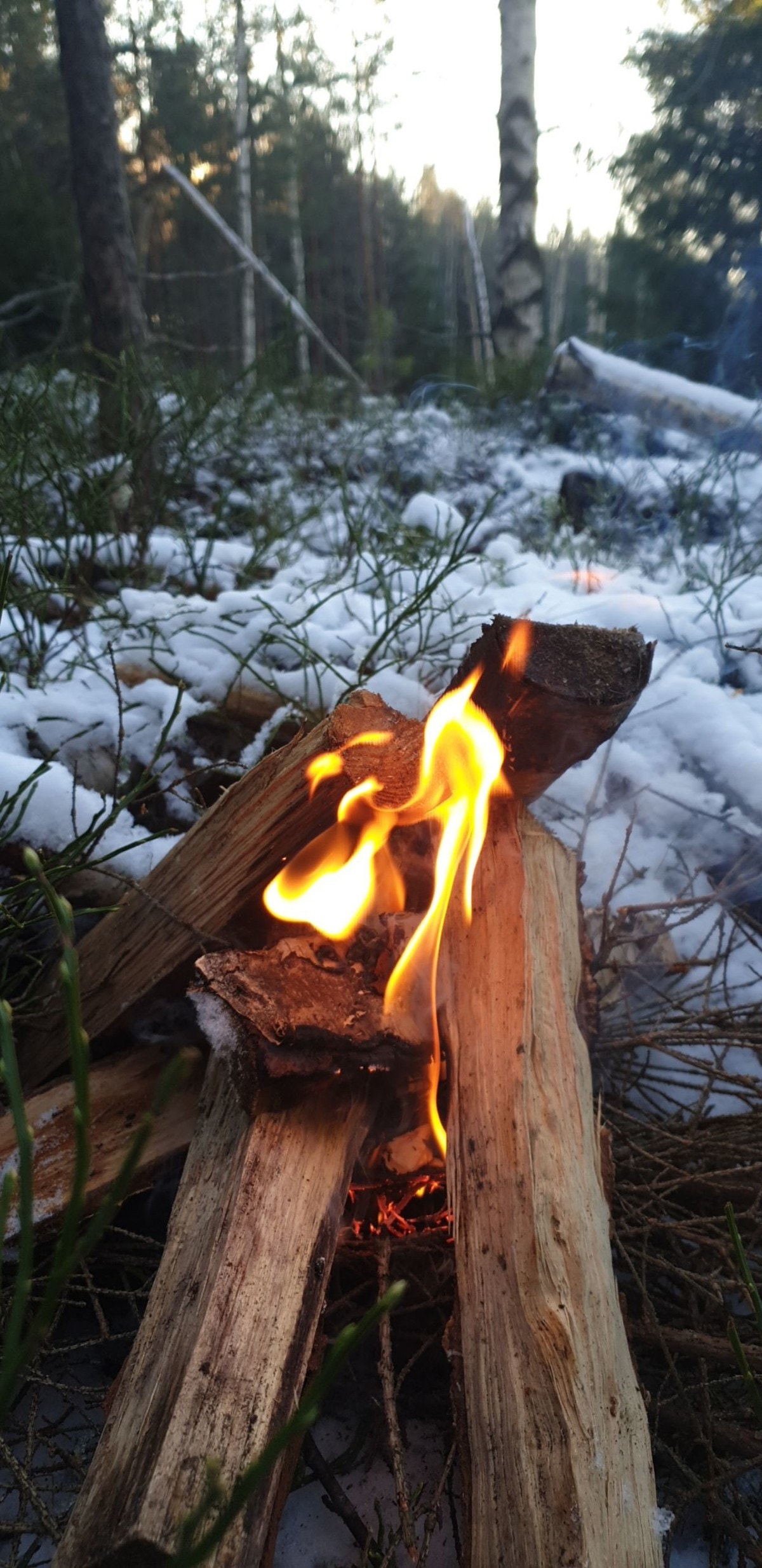 Kjøpere av hytter på Valåsen, vil få mulighet til hundetrening samt fellesjakt på rådyr i privat terreng et par helger hver høst, ca. 15 min unna. Galleribilde