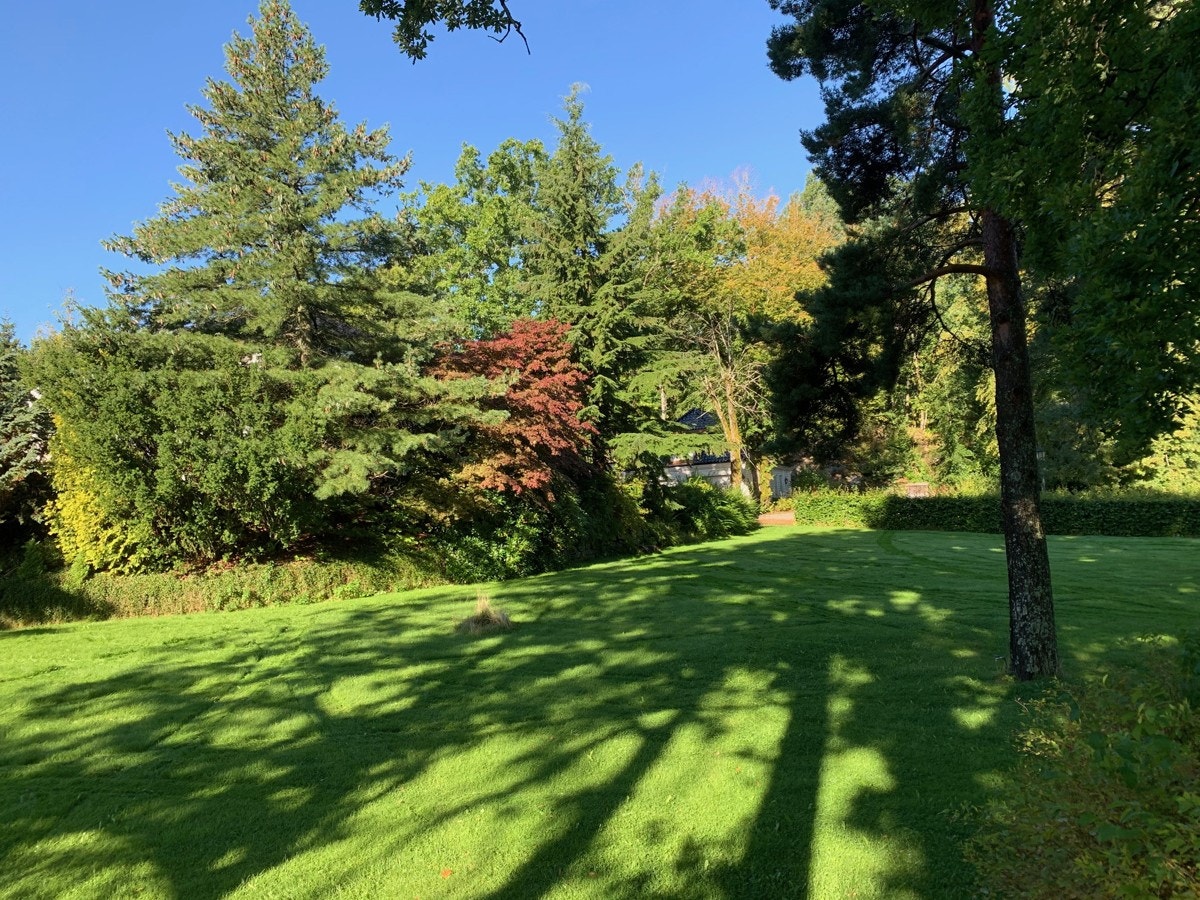 Sommerbilde fra del av hagen Galleribilde