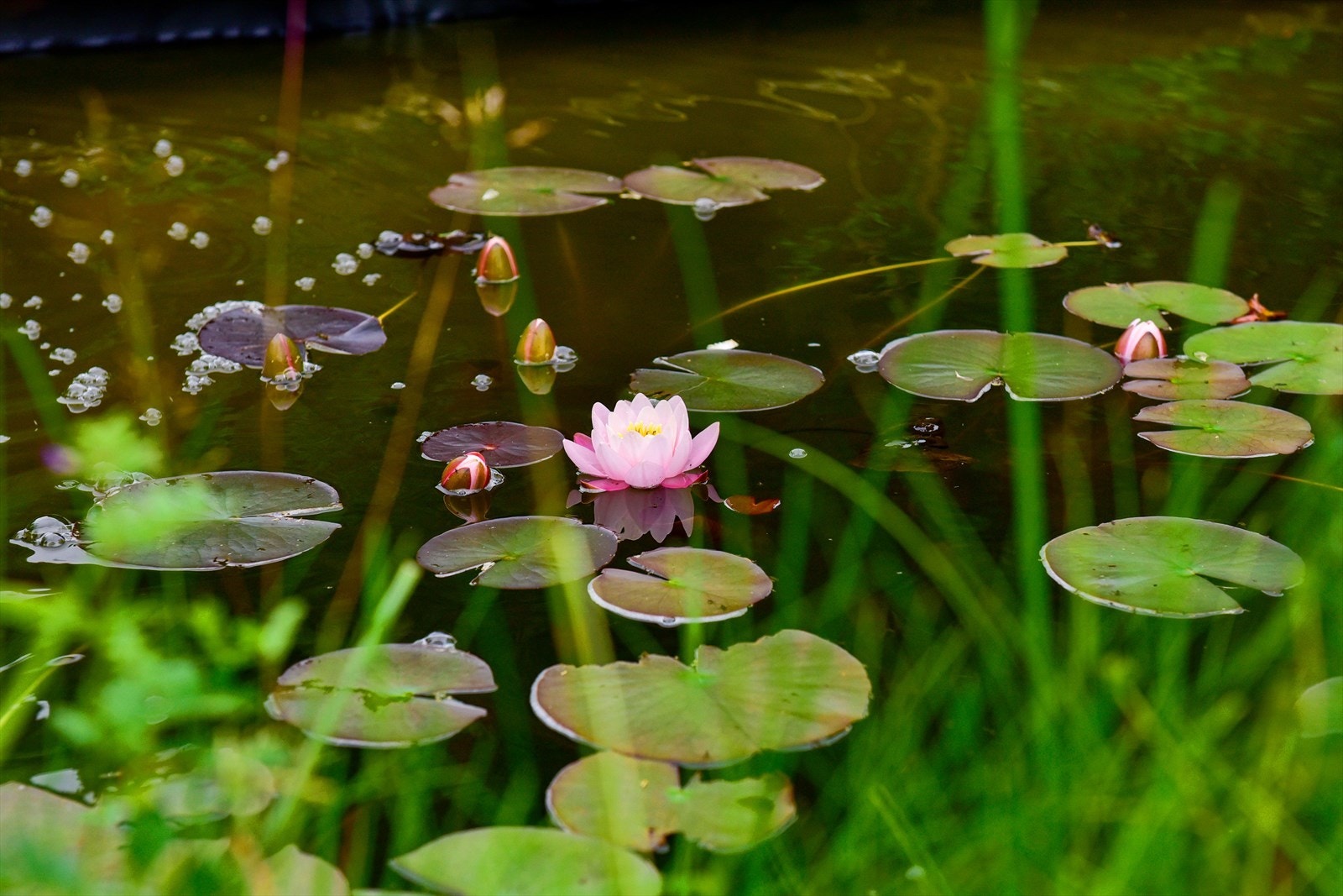 I alle har en dam med vannliljer i hagen.... Galleribilde