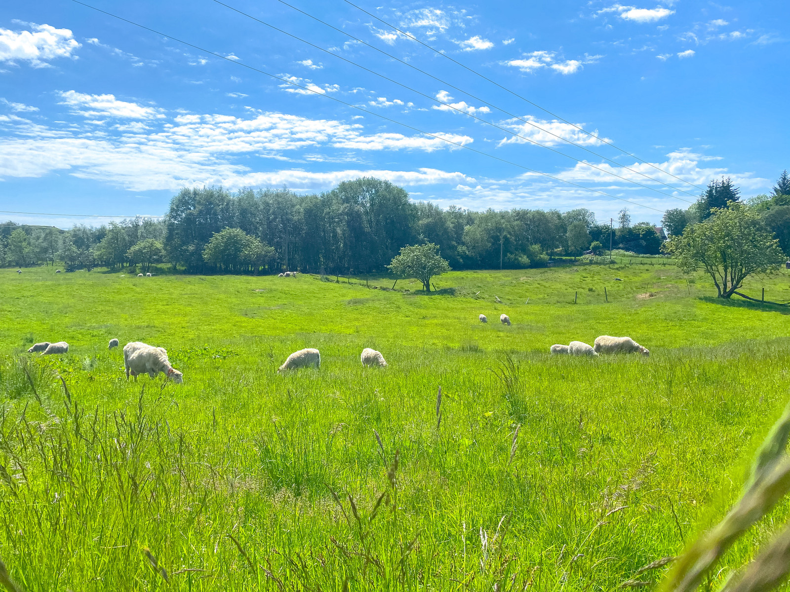 Landlig og naturskjønne omgivelser, perfekt for barnefamilier og deg som ønsker det trygt og rolig.