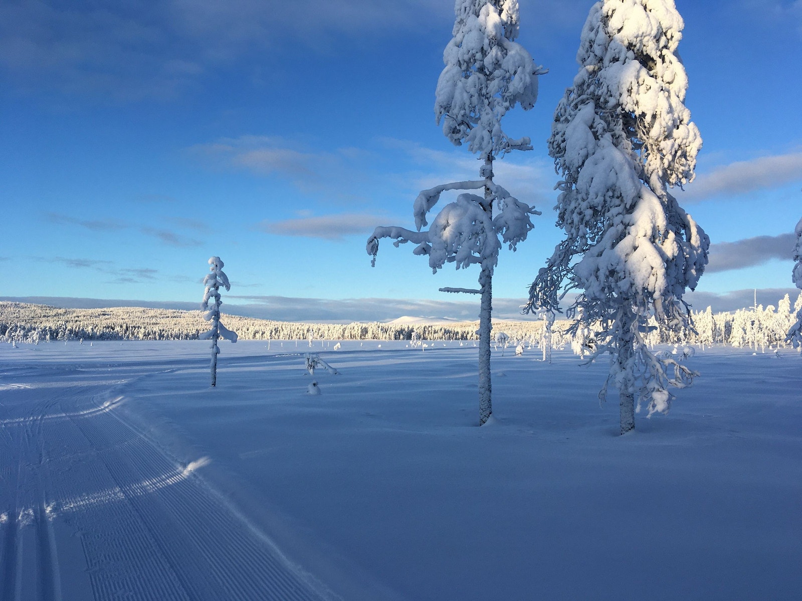 Skiløyper Galleribilde