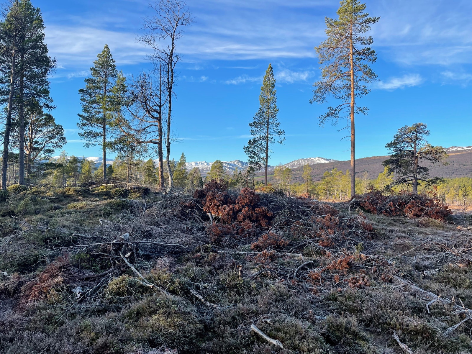 Bilde fra tomteområdet Galleribilde