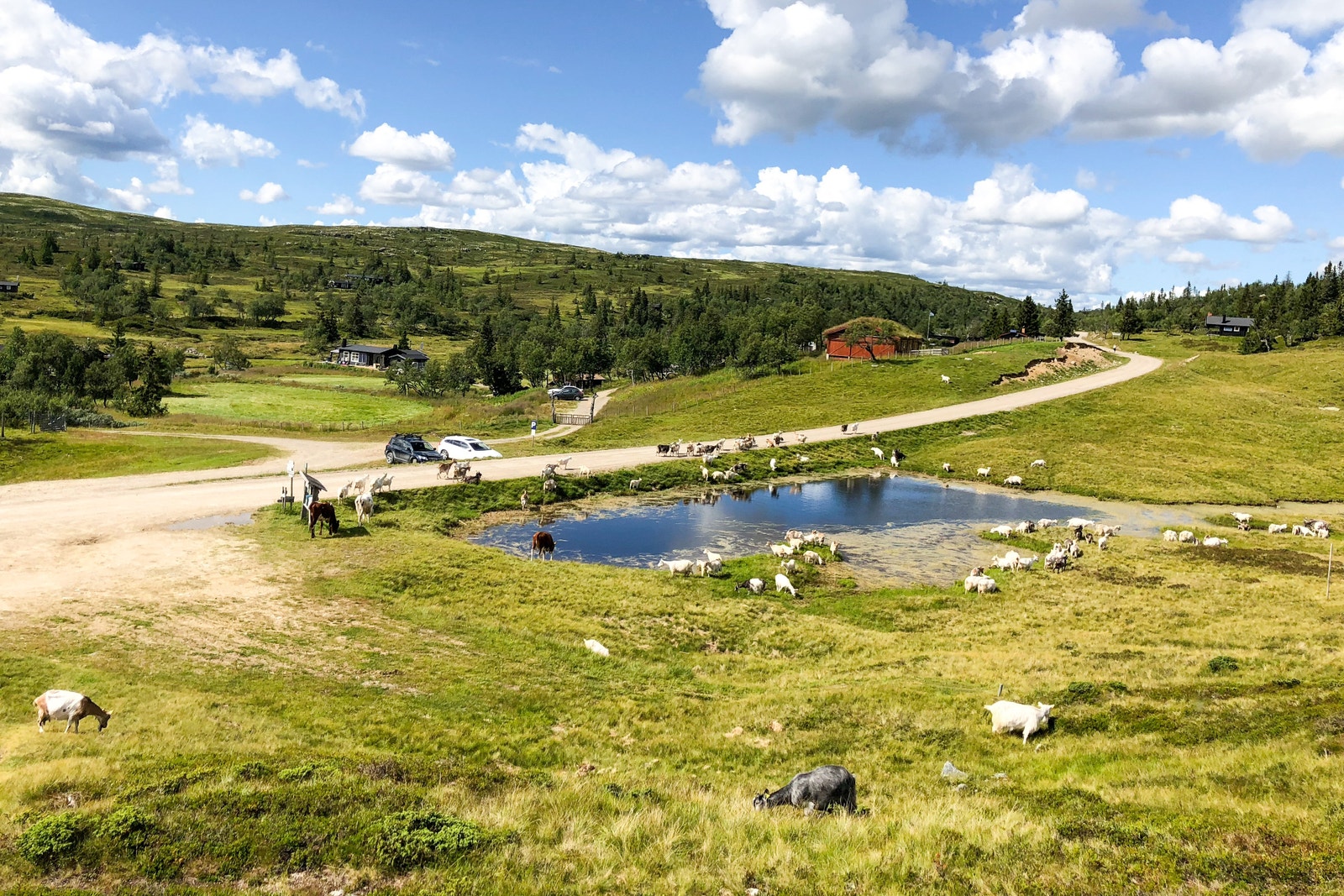 Her går også geitene og kuene fritt i fjellet. Galleribilde