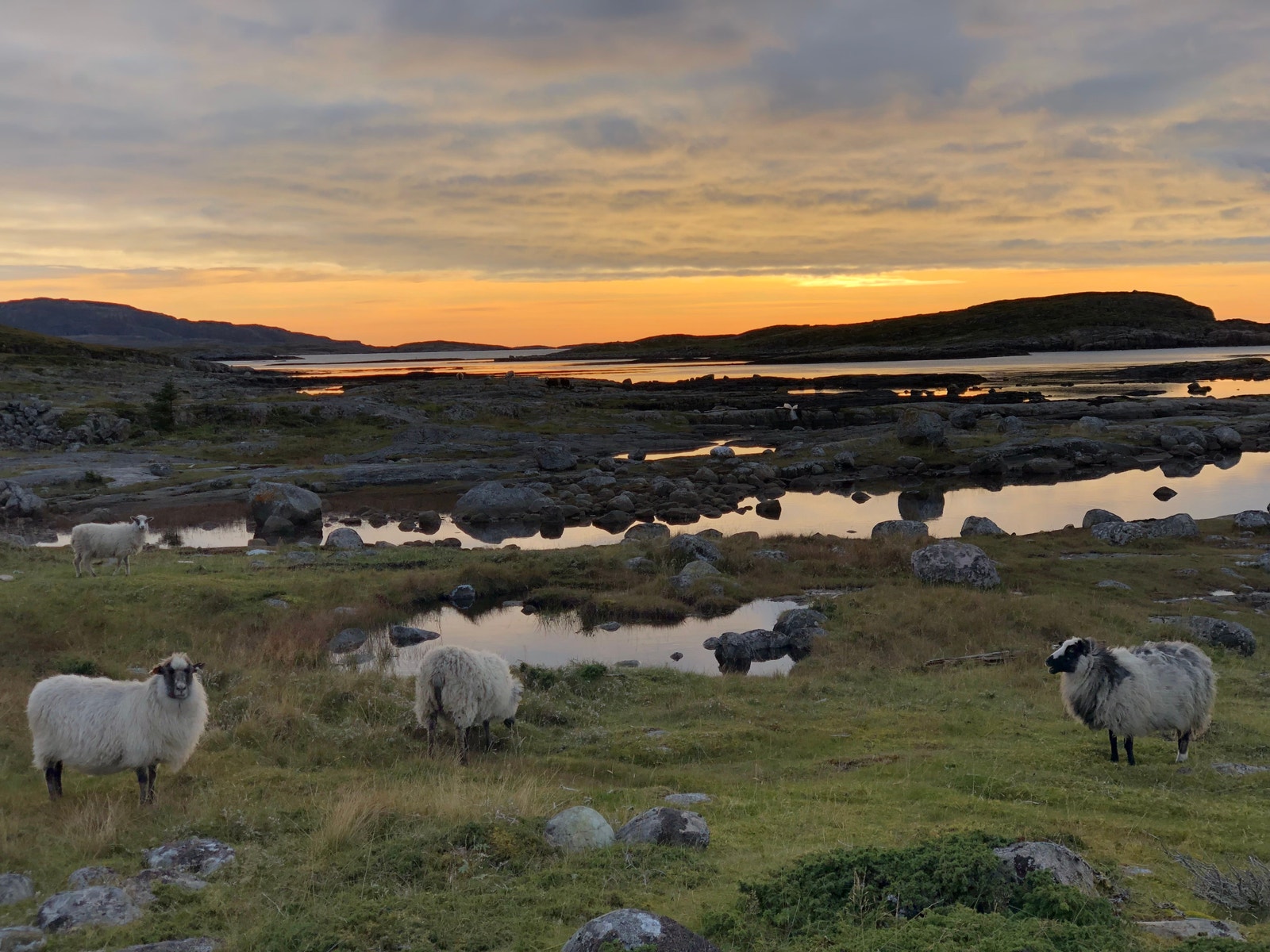 Landskapspleie. Galleribilde