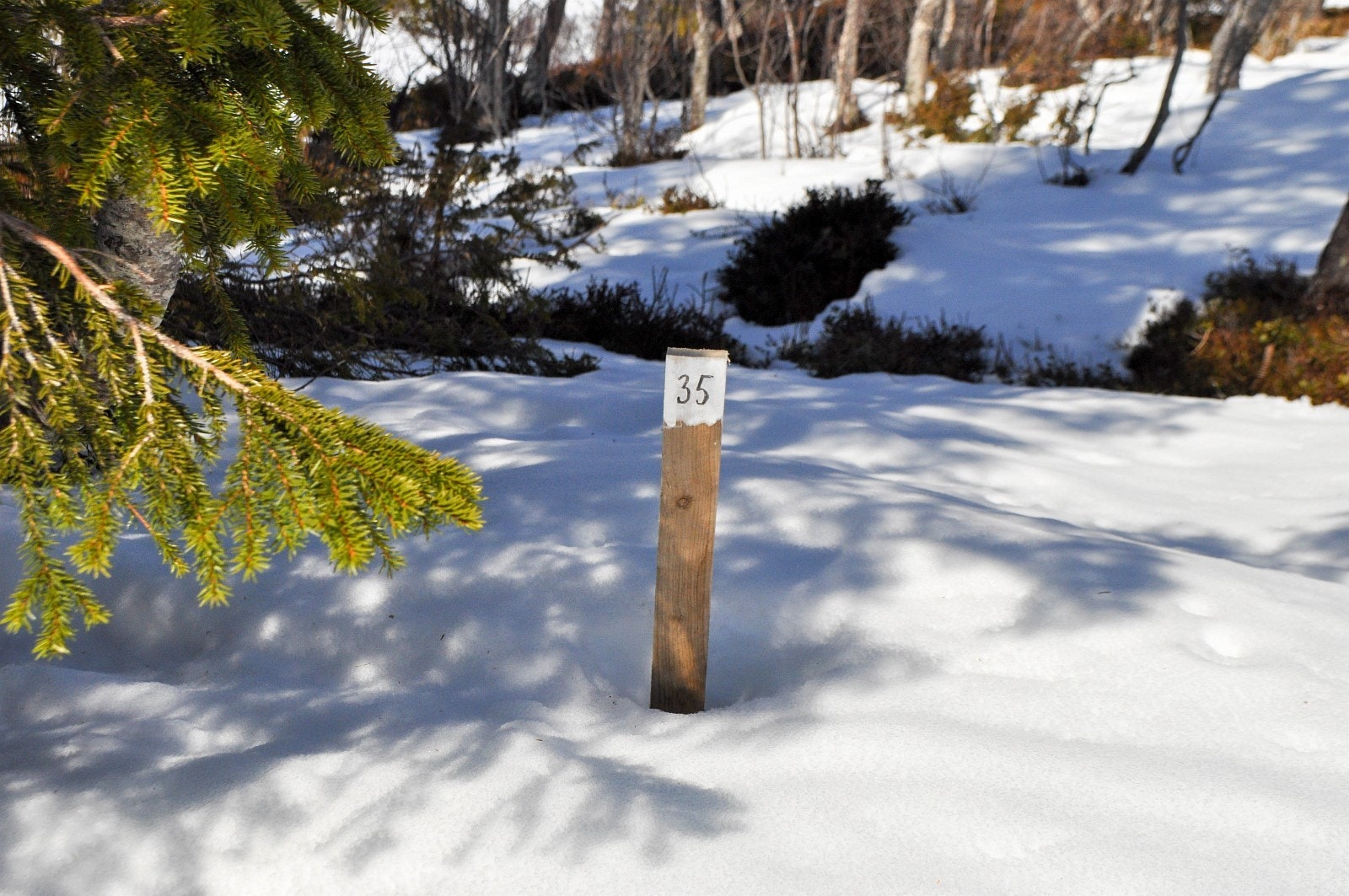 De fleste tomtene er merket med trepåler med merking av tomtenummer Galleribilde