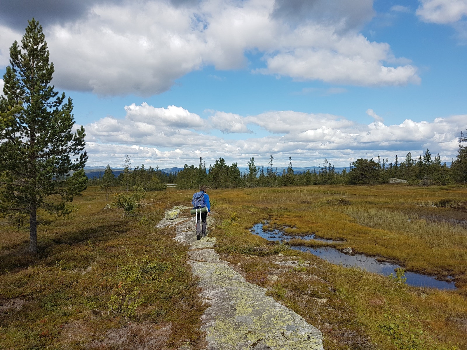 I bakkant av hyttegrenda går det en gammel setervei. Galleribilde