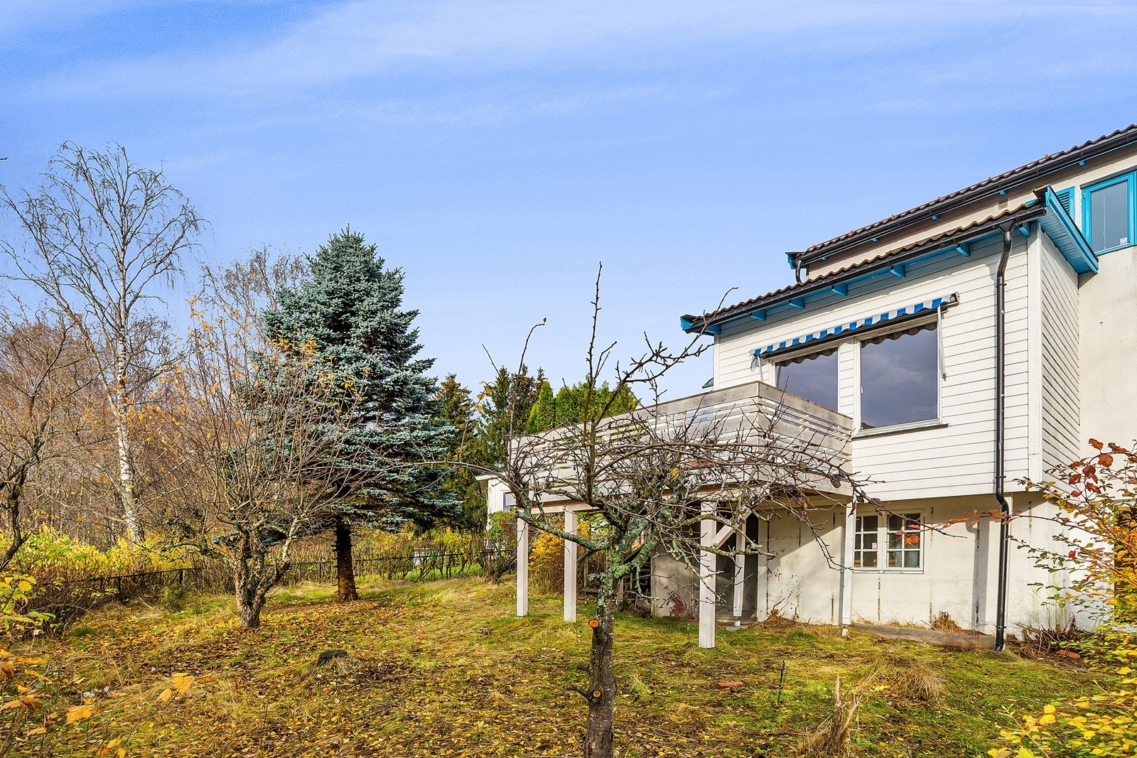 En frodig og grønn hage med plen, frukttrær og bærbusker. Galleribilde