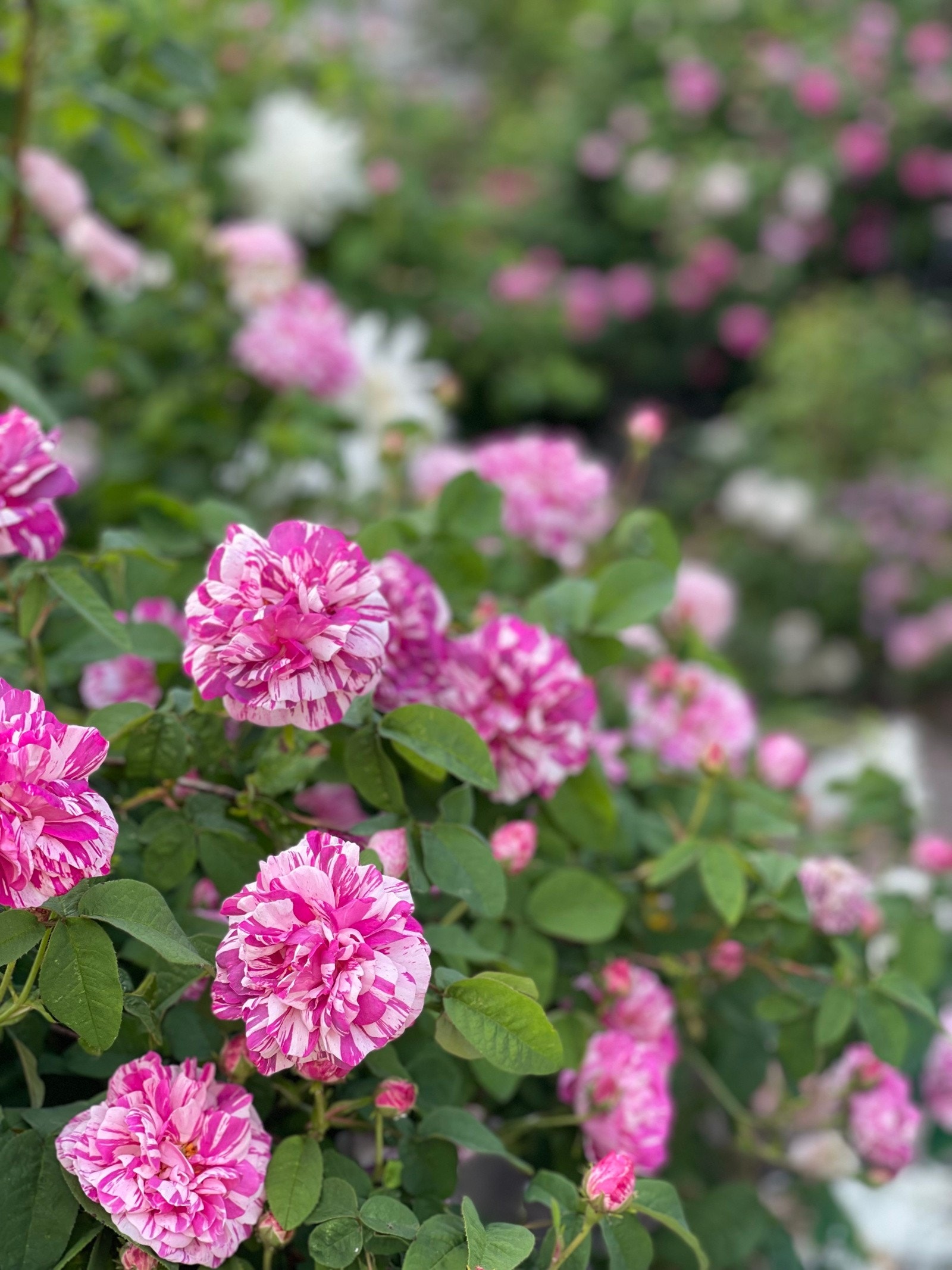 For flere inspirasjonsbilder av rosehagen se instagramkonto @wallas_verden Galleribilde