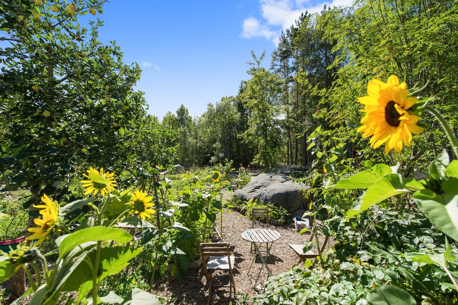 Hyggelig parsellhage i enden av borettslaget. Galleribilde