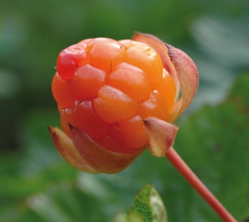 Er du molteplukker så er Raudberglia de fleste år et godt utgangspunkt. Men som alle molteplukkere vet varierer det veldig fra år til år, samt at man kanskje er avhengig av at noen "viser deg molt-rolet sitt" :-). Galleribilde
