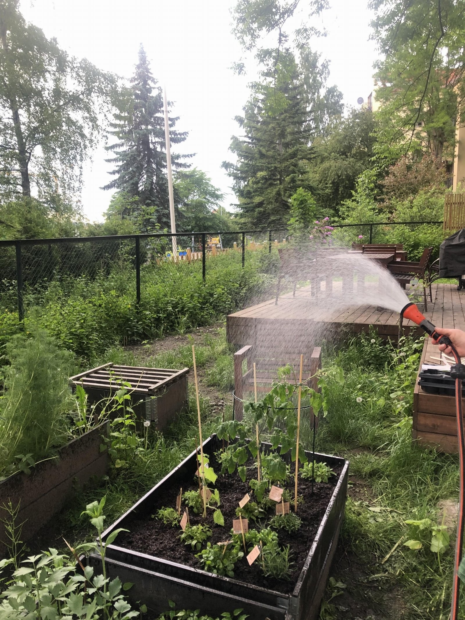 I de felles plantekassene bakgården har jeg kunne dyrke mine egne urter! Galleribilde