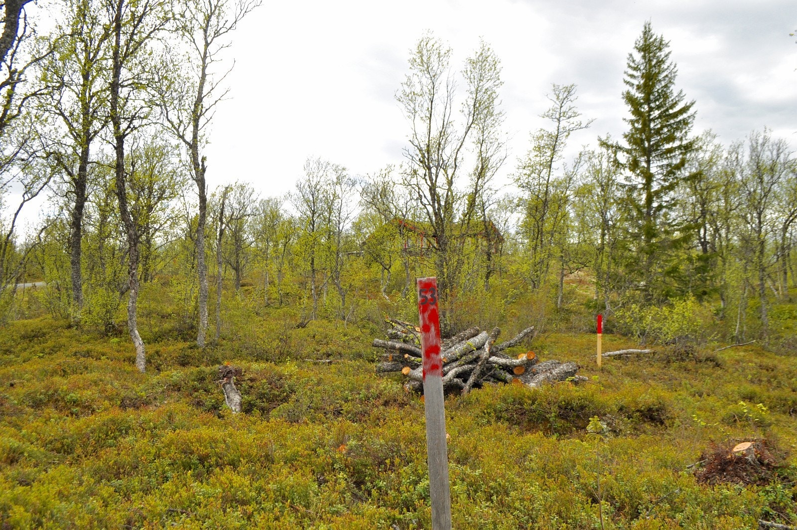 Sikt mot hytte i bakkant av tom 53. Det er gode lysforhold igjennom hele dagen i grenda Galleribilde