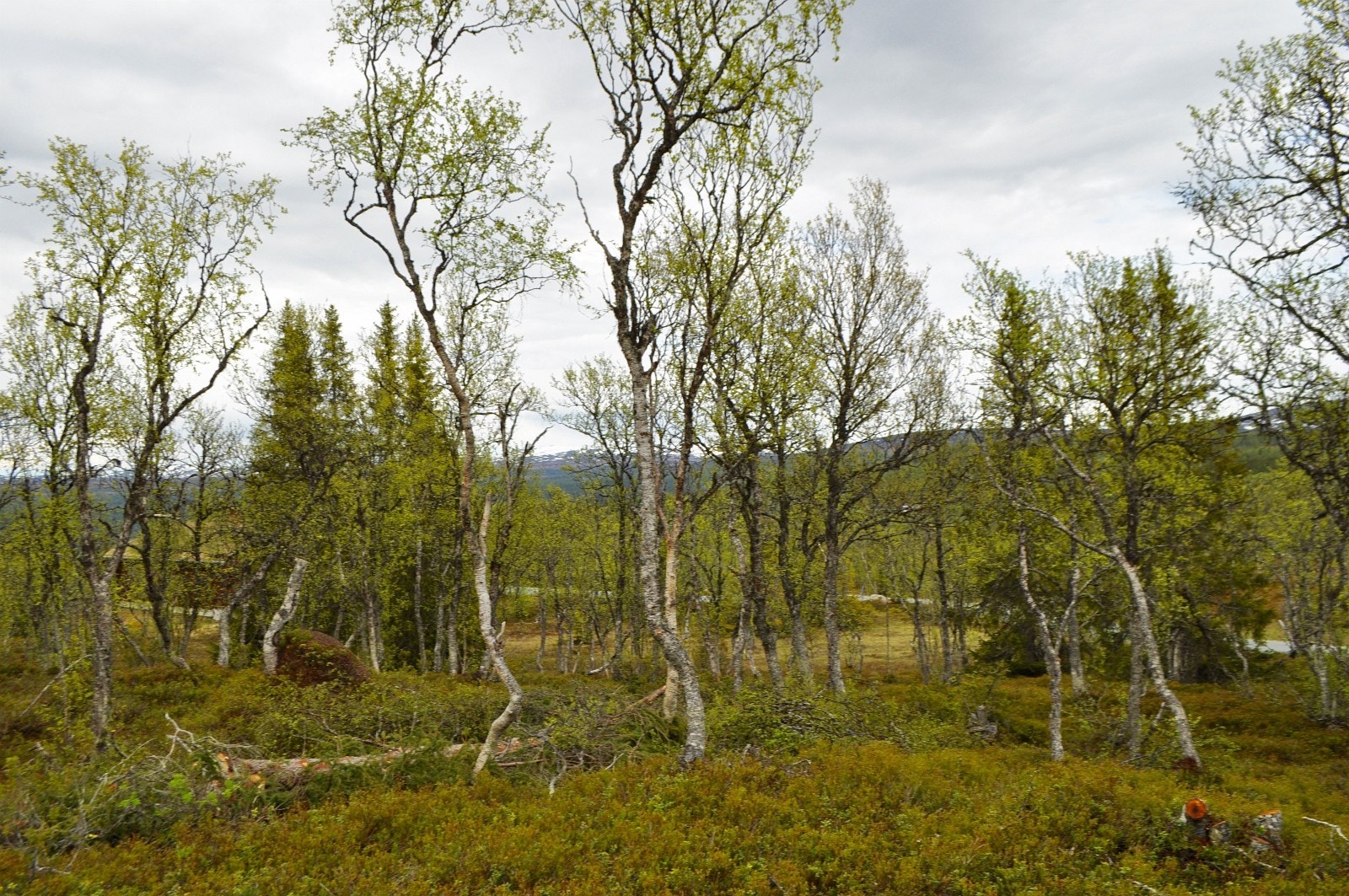 Utsikt mot øst fra tomt 53 Galleribilde