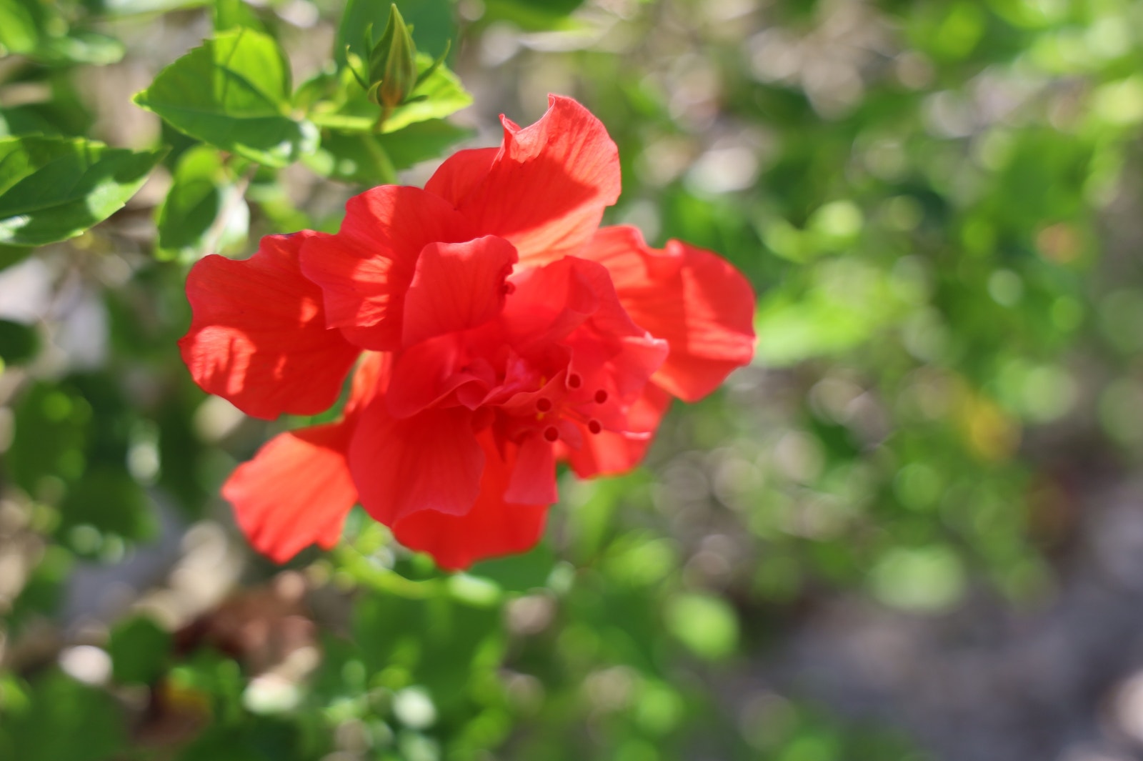 Hibiscus hekken er nydelig når den blomstrer Galleribilde