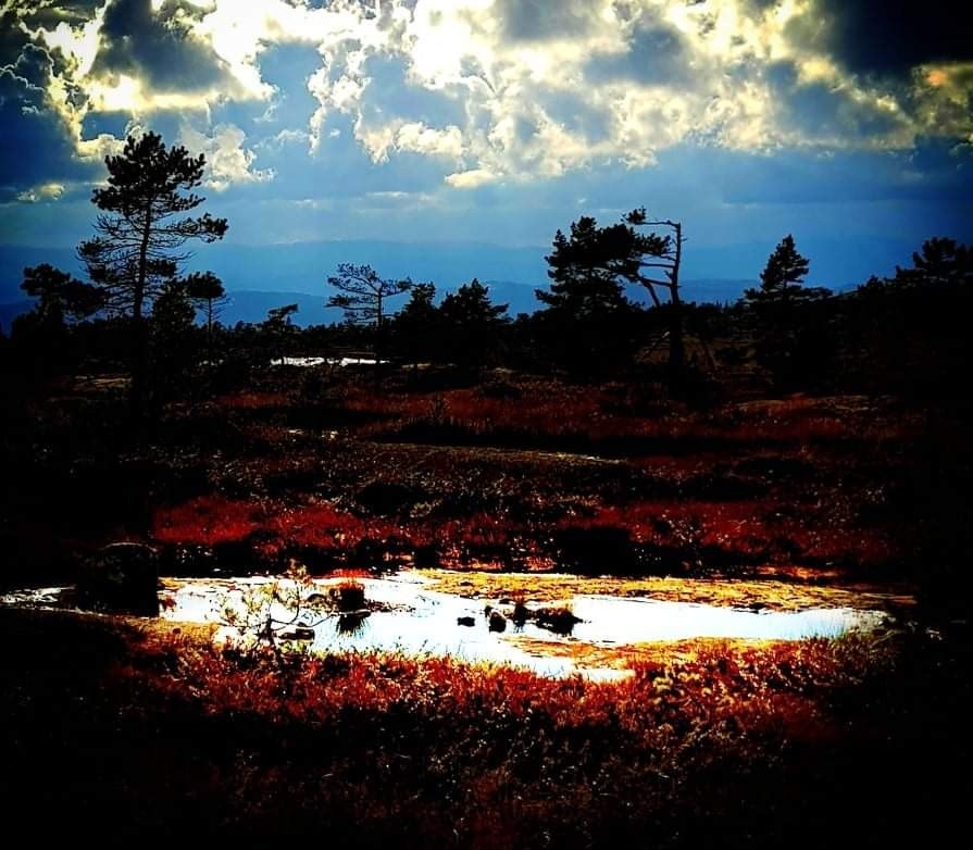 havrefjell Galleribilde