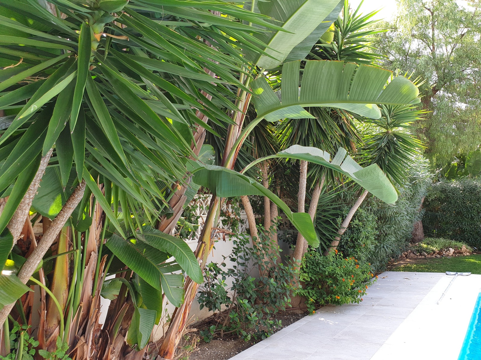 Frodig, subtropisk hage Galleribilde