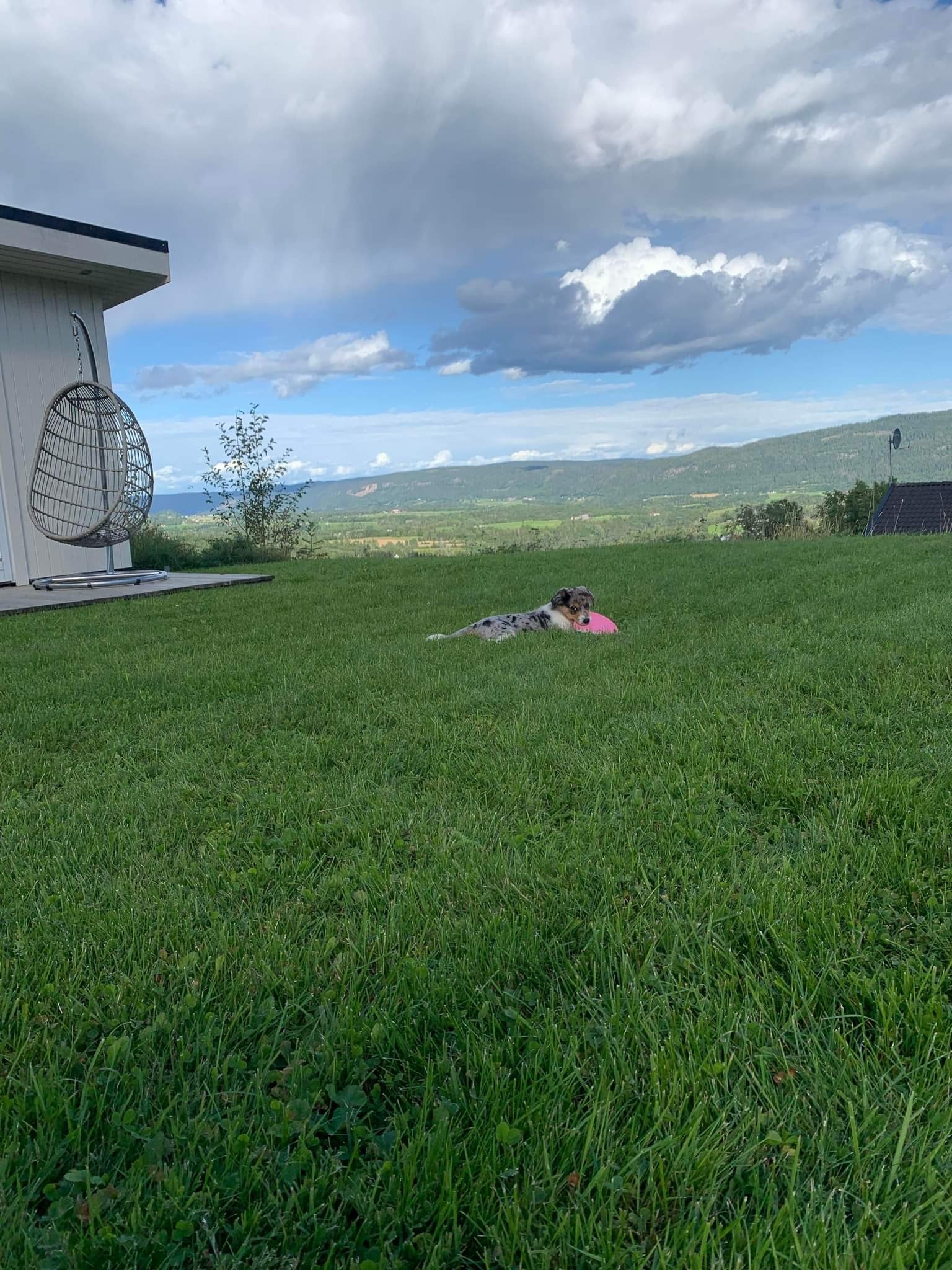 Et flott hjem for to- og firbente Galleribilde