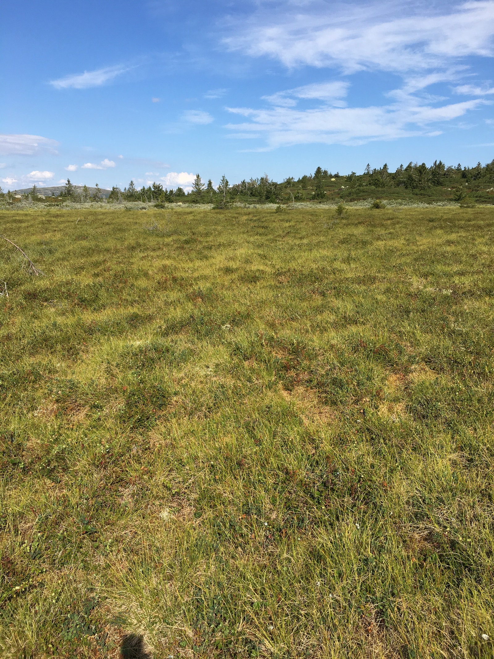 Molter og blåbær i sesong Galleribilde