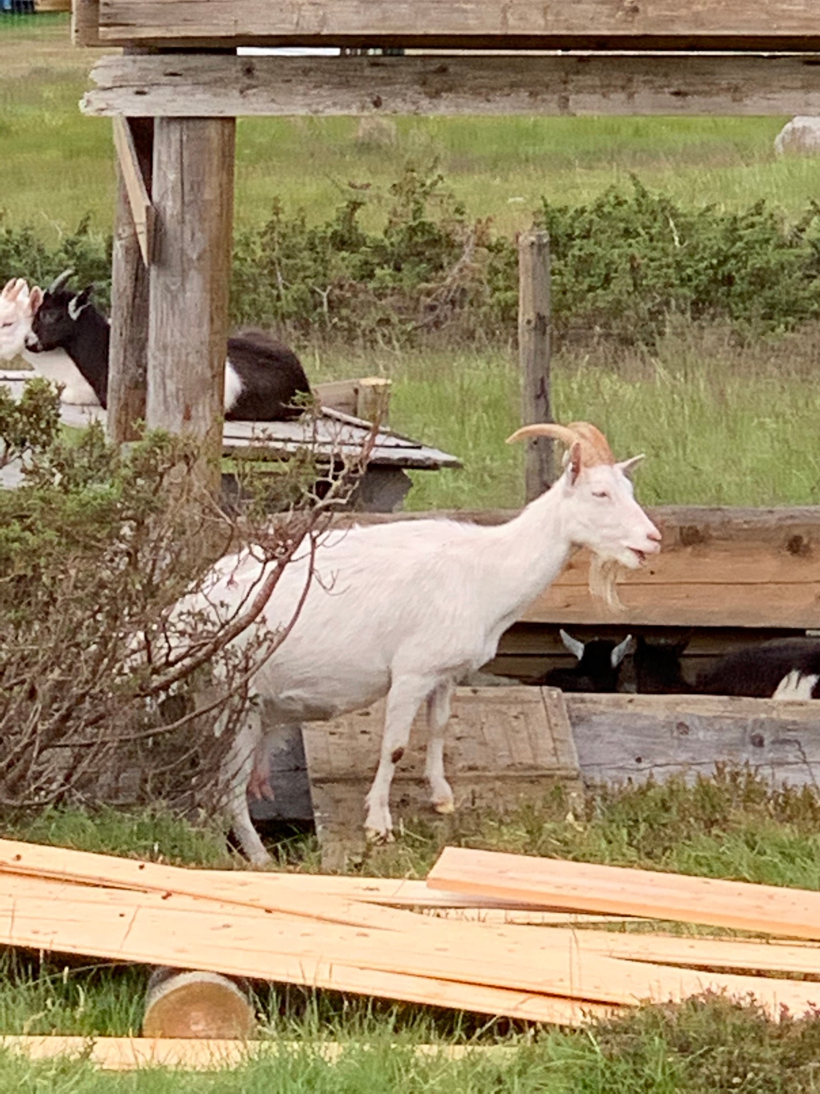 Kausetra er like bak Nevra med hyggelige aktiviteter om sommeren Galleribilde