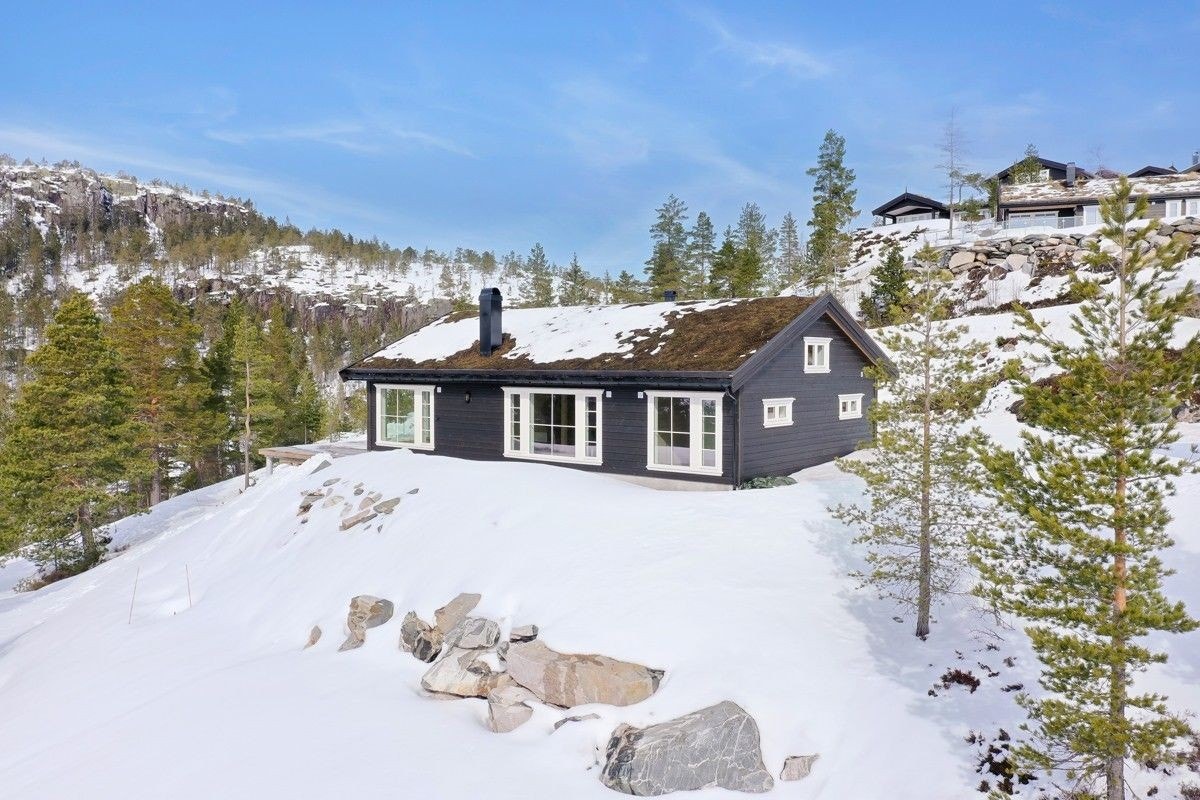 Fjellfiol Galleribilde