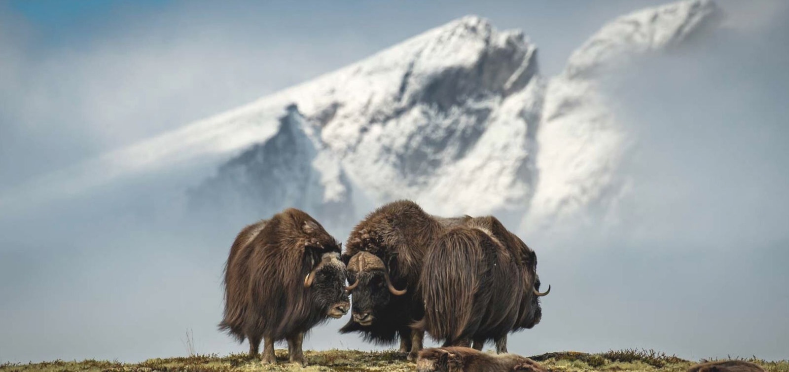 Moskus - Fotograf Roger Brendhagen Galleribilde