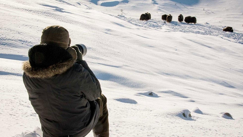 Moskussafari - Fotograf Roger Brendhagen Galleribilde