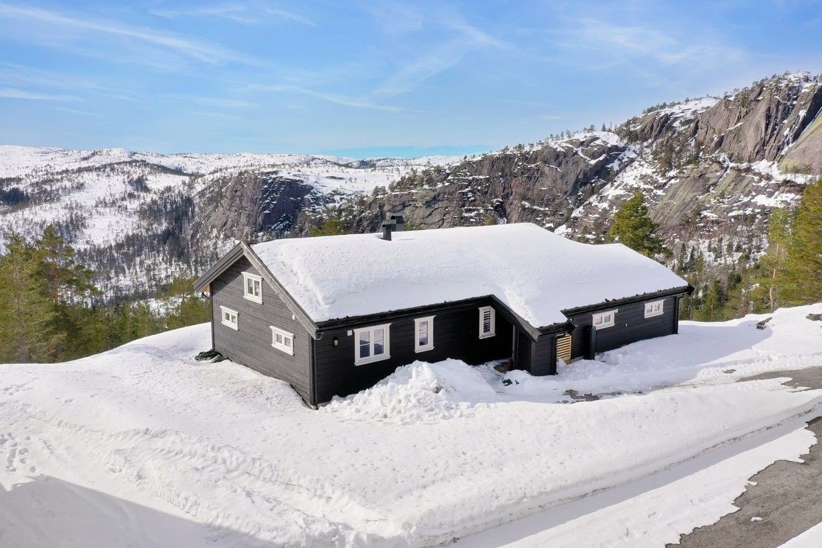 Fjellfiol Galleribilde