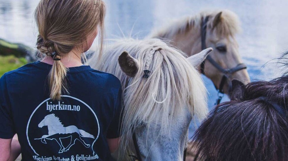 Hesteridning - Foto fra Hjerkinn Fjellstue og Fjellridning Galleribilde