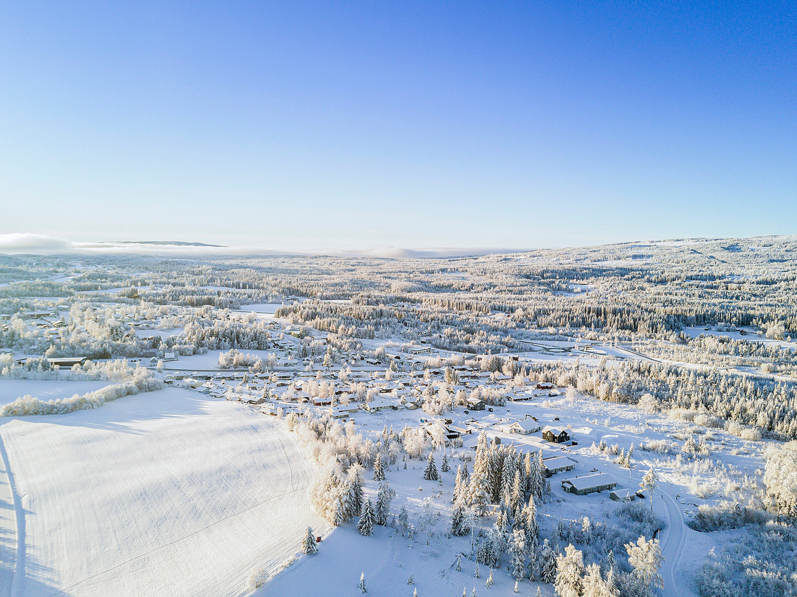 Skiløypene går rett forbi feltet på vinteren. Foto: Miriam Sundby