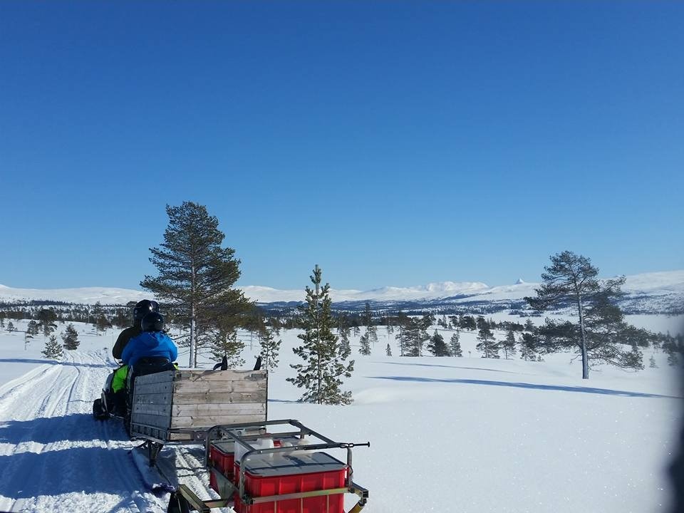 Scooterinteressert? Fra Bjørgan går det rekreasjonsløype for scooter til Formokjølen og videre inn i Lurudalen i Snåsa kommune. Galleribilde