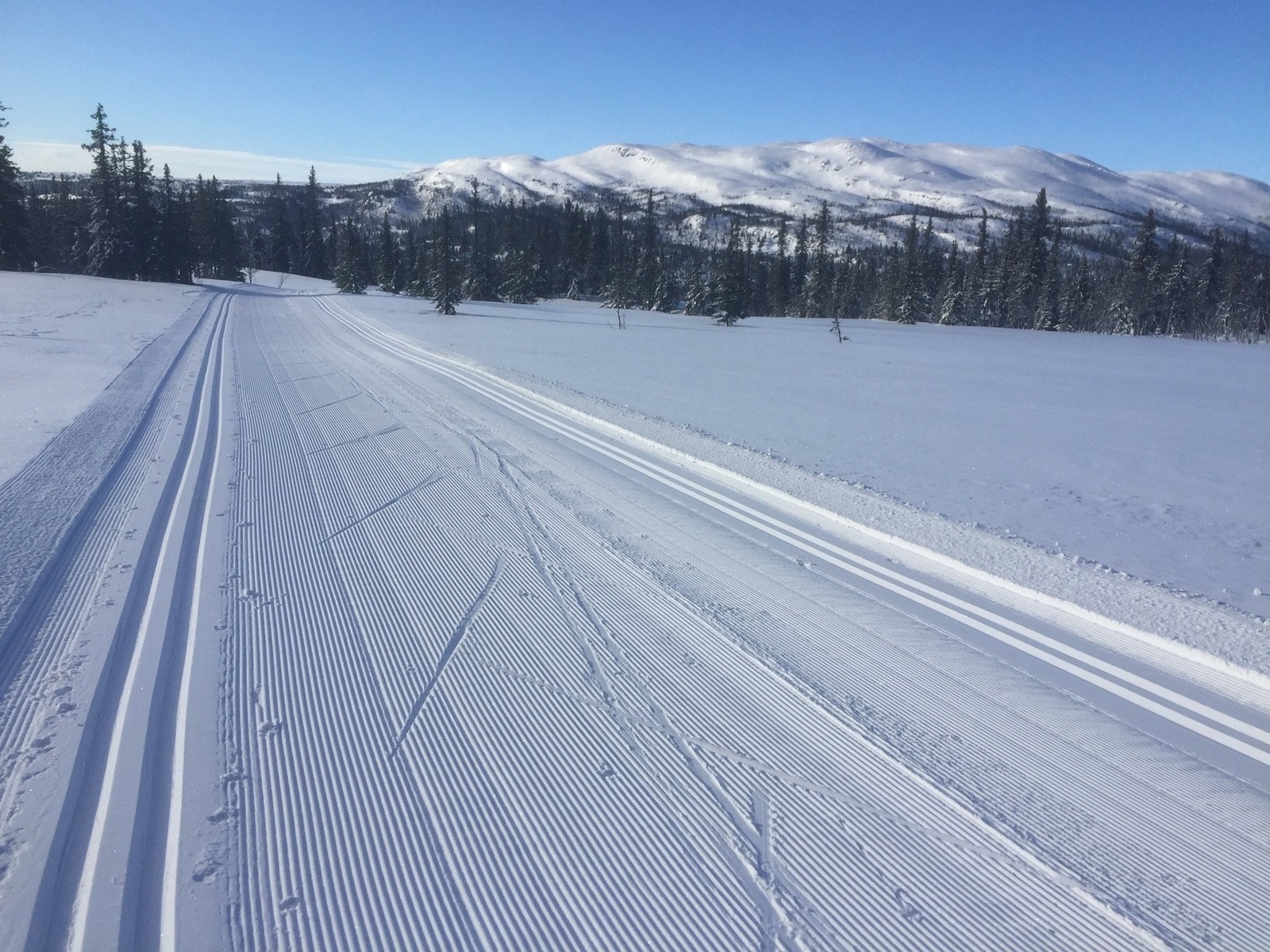 Fine løyper Galleribilde