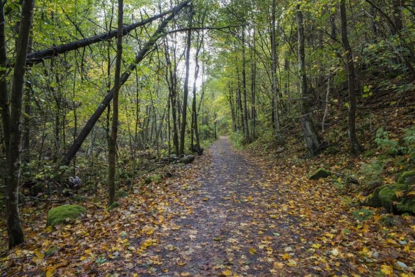Mærradalen er en flott naturopplevelse i hele sommerhalvåret eller en fin tur på sykkel. Galleribilde