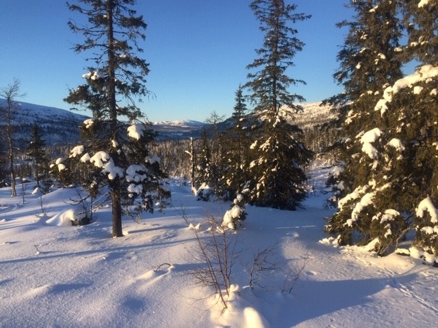 Utsikt fra tomt. Galleribilde