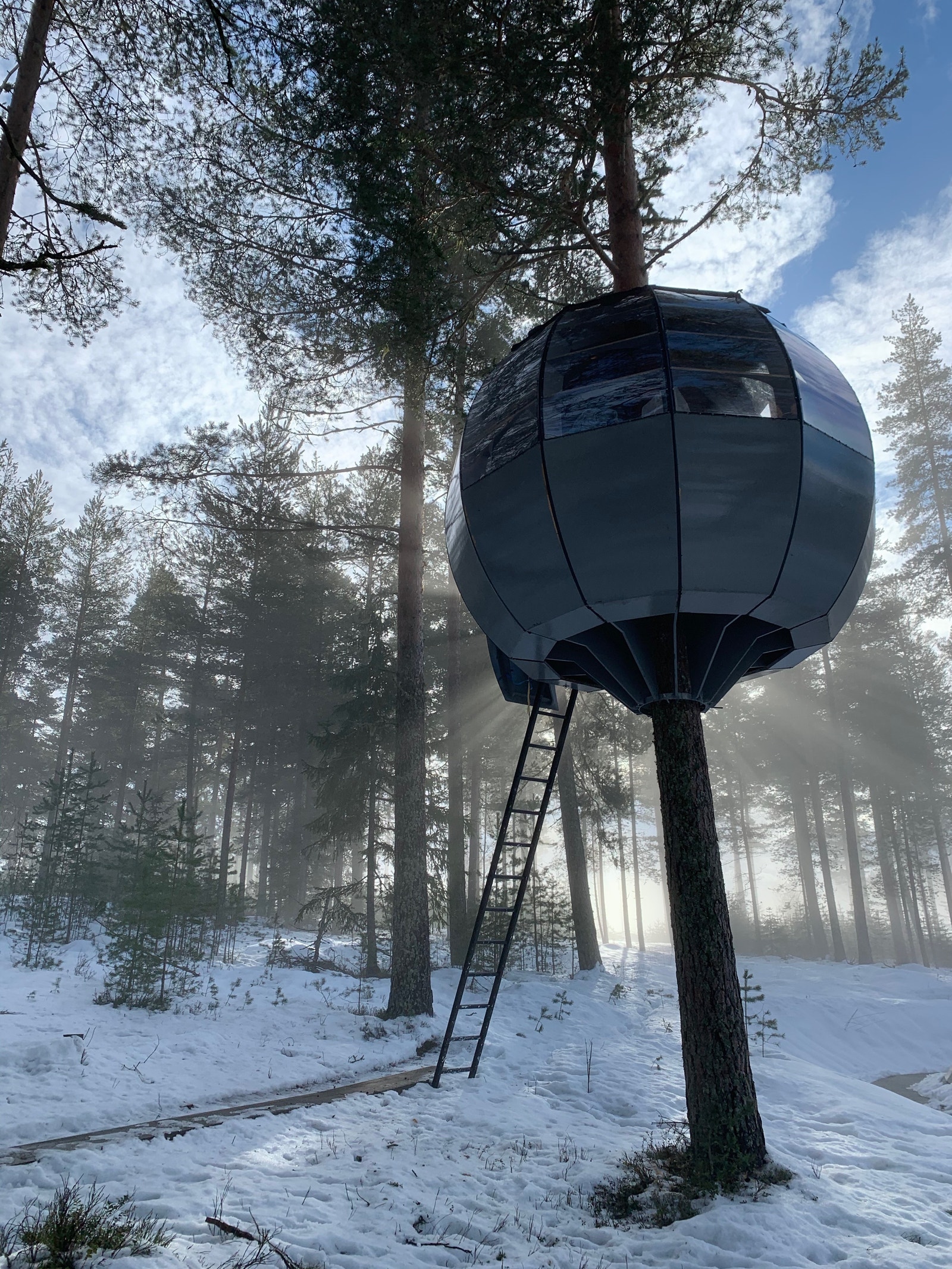 Tretopphytta Galleribilde