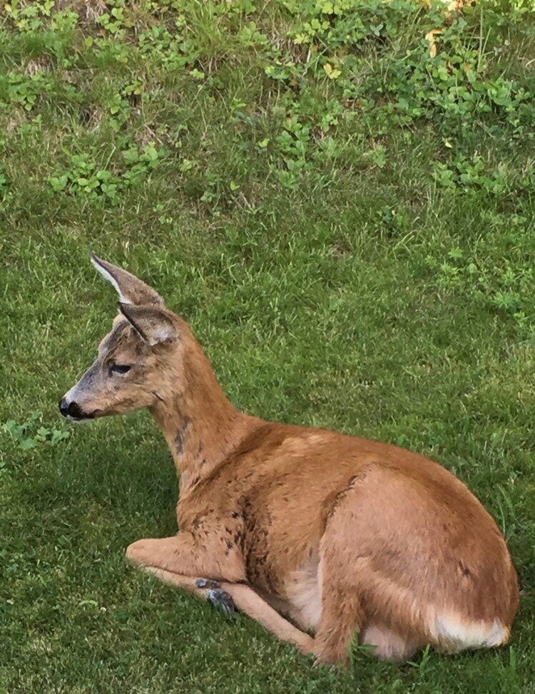 Rådyrene nyter stillheten på eiendommen Galleribilde