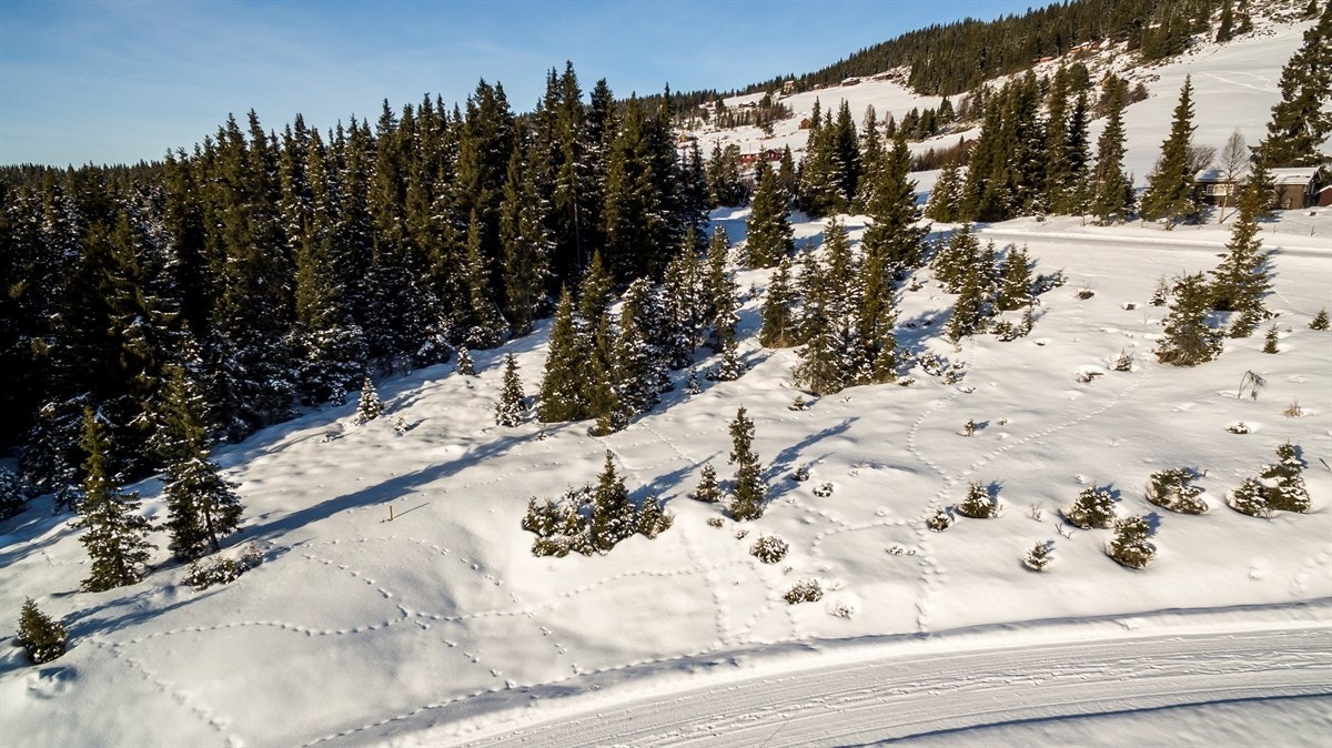 Gåavstand til nærbutikk. Ca 15 km til Leira og 35 km til Gol. Galleribilde