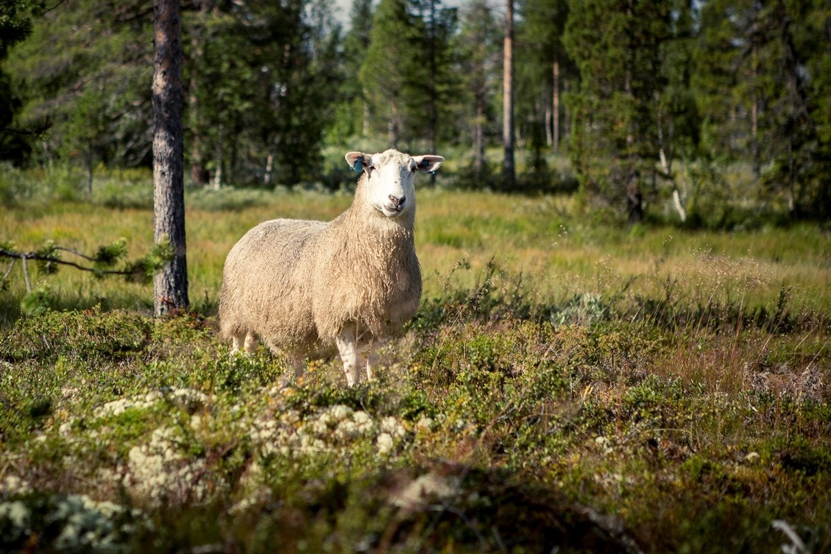 Bilde fra området Galleribilde