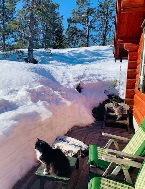 Alltid et sted hvor det er sol eller le for vinden. Galleribilde