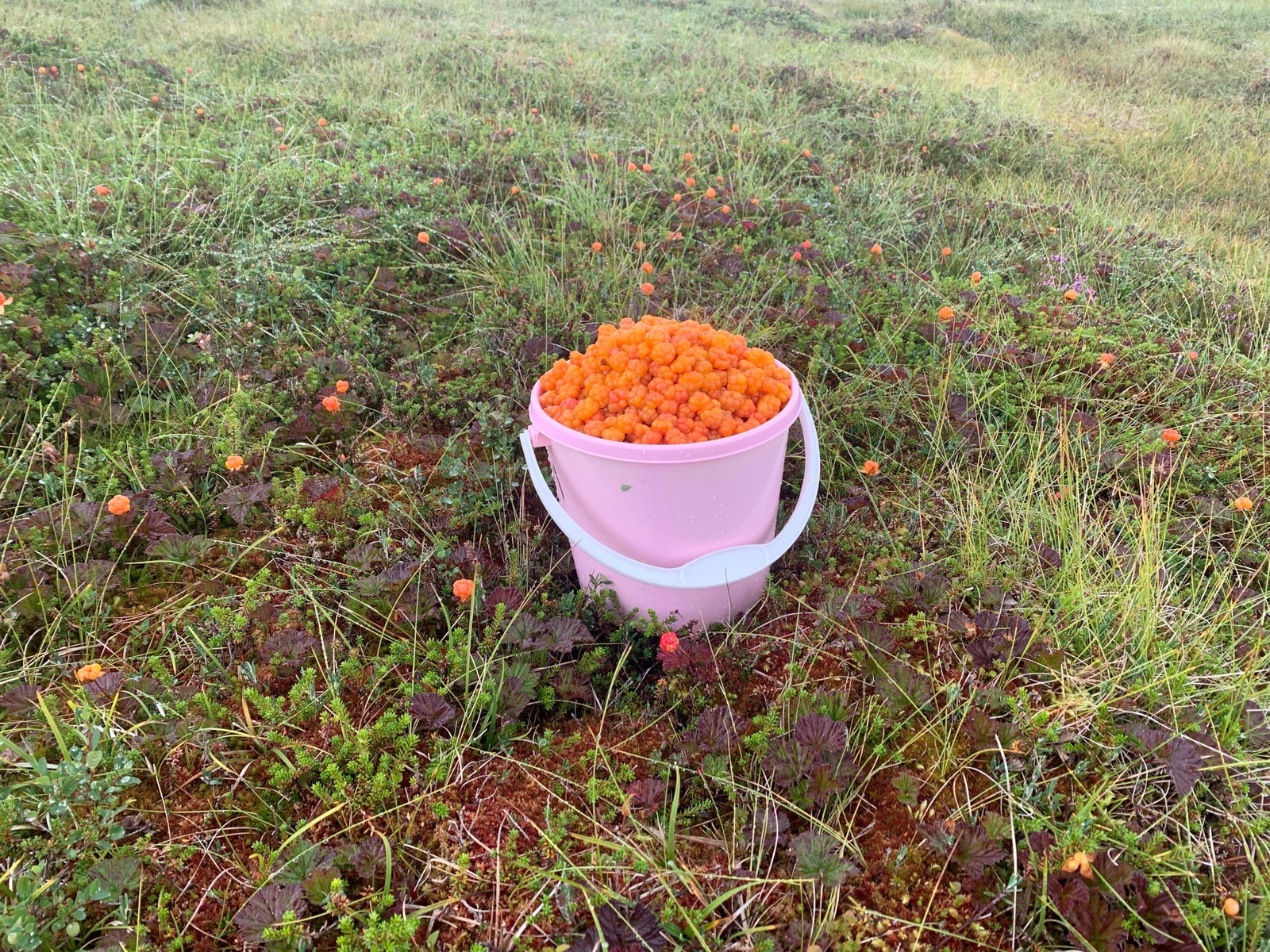 Bærterreng rett utenfor hyttedøra Galleribilde