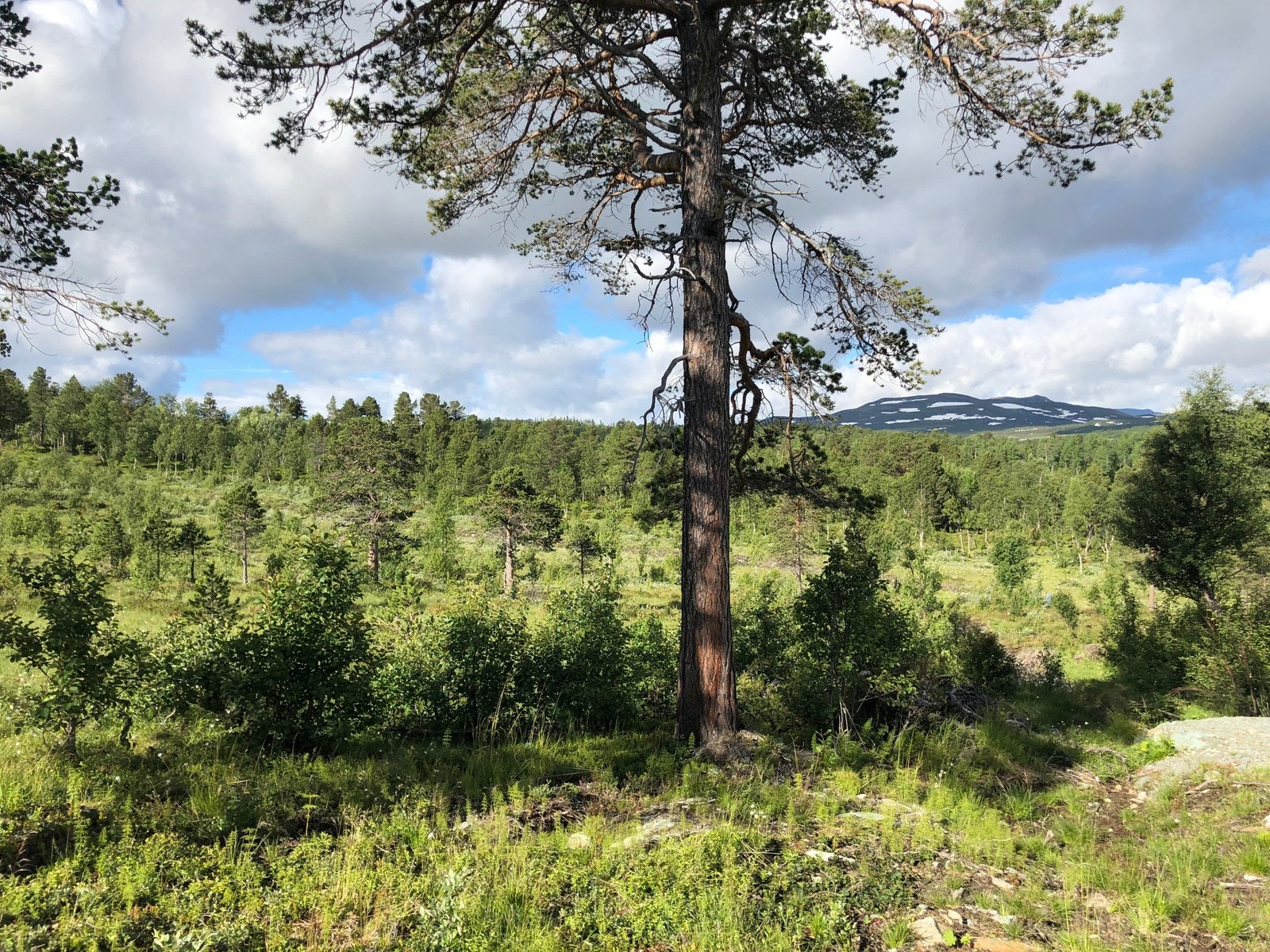 Bilde fra tomtefeltet Galleribilde