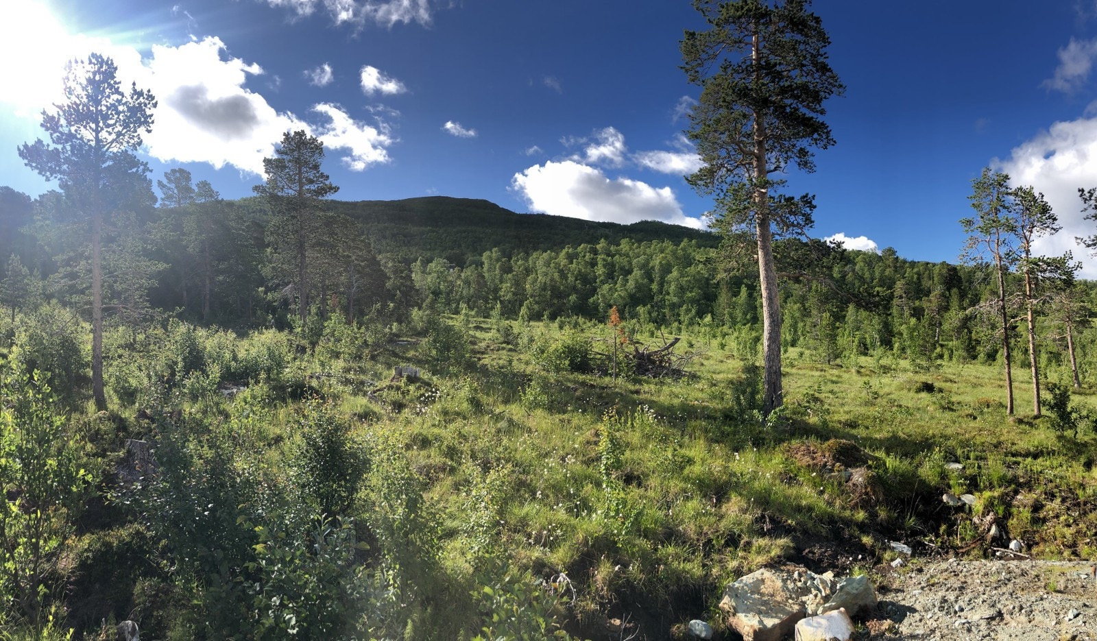 Bilde fra tomtefeltet Galleribilde