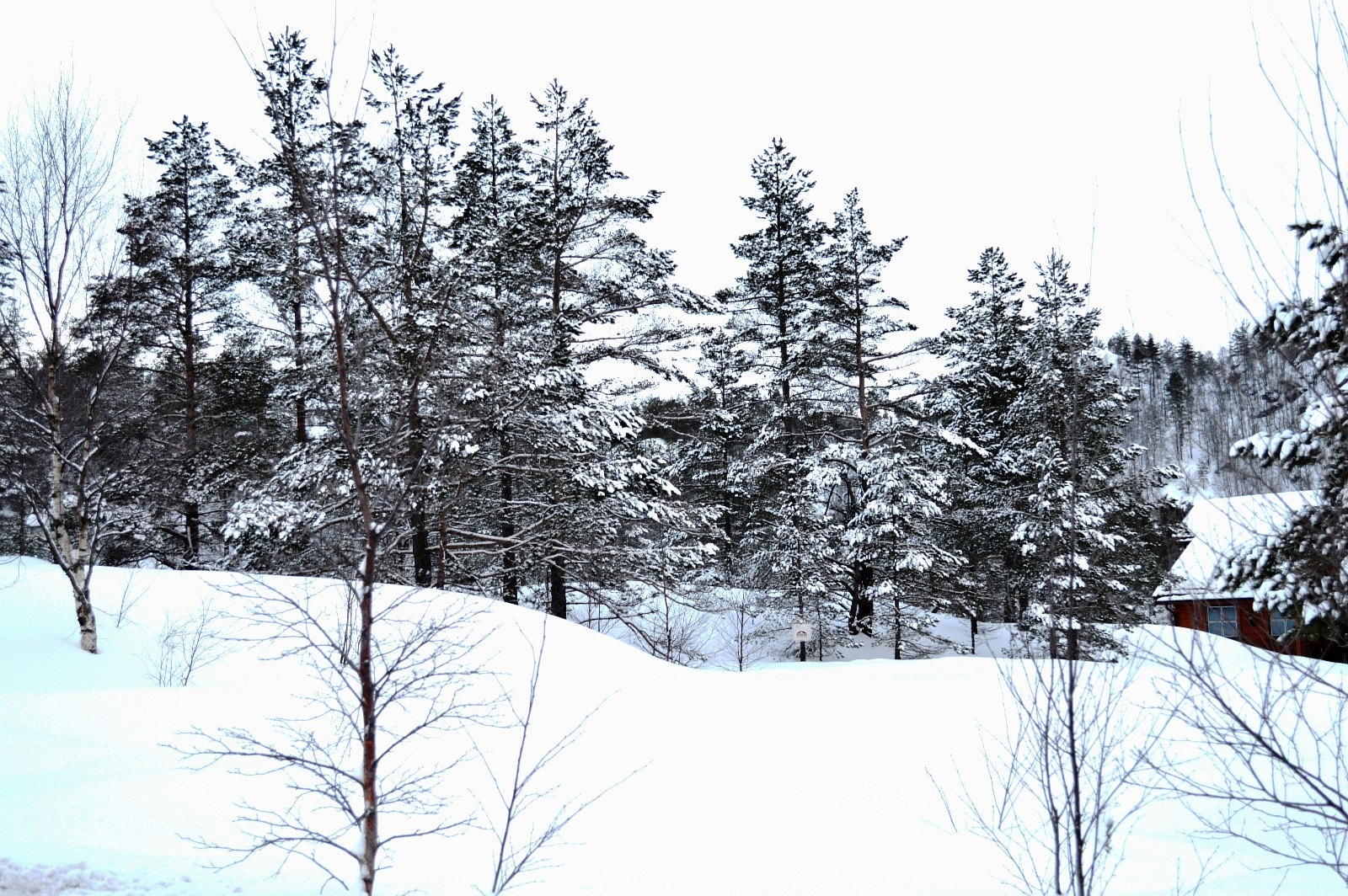 Tomt 42 i i vinterdrakt Galleribilde